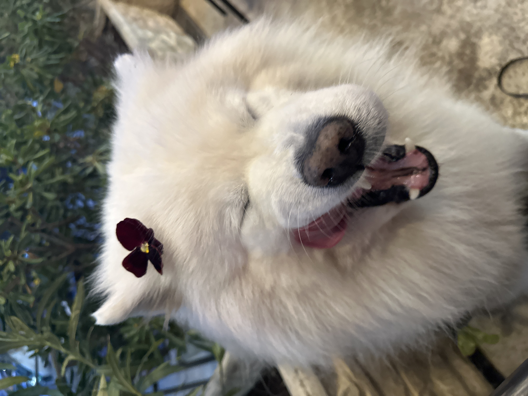 A white dog lies on its back with its mouth open. A dark red flower is on the dog's ear. Green plants are visible on the left side of the image. The location is unknown.