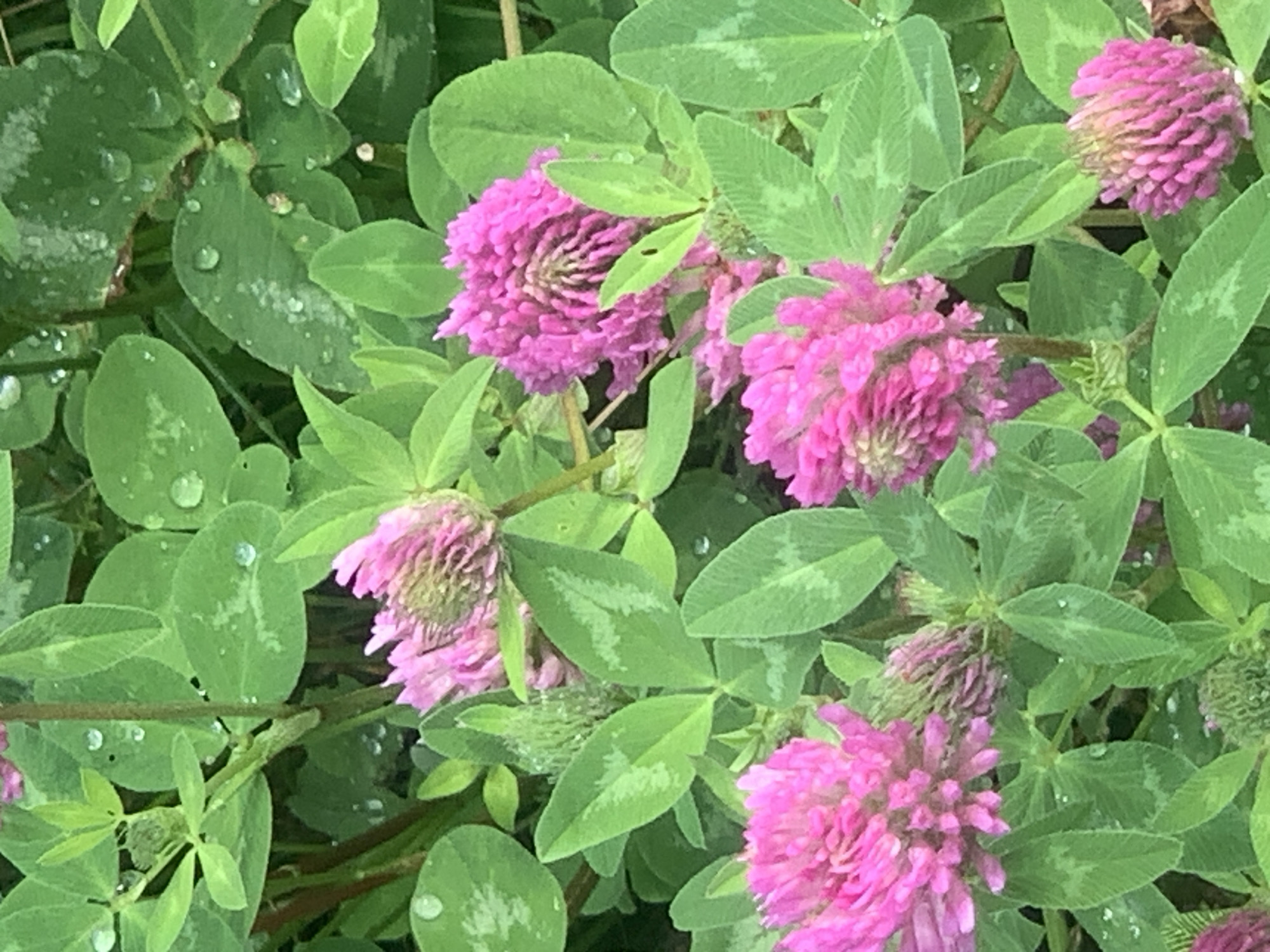This is a close-up, eye-level, medium shot of a cluster of red clover flowers (Trifolium pratense) in a grassy area. The flowers are in various stages of bloom, with some fully open and others forming buds. The petals are a vibrant pinkish-purple. The clover leaves are a deep green, with some lighter markings. There are small water droplets on the leaves, suggesting recent rain or dew. The background is a blur of more green foliage, indicating a dense, natural environment. The image appears to be taken outdoors, possibly in a park or garden. There are no people, animals, or man-made objects visible in the frame. The scene evokes a sense of nature and possibly a damp, fresh atmosphere.