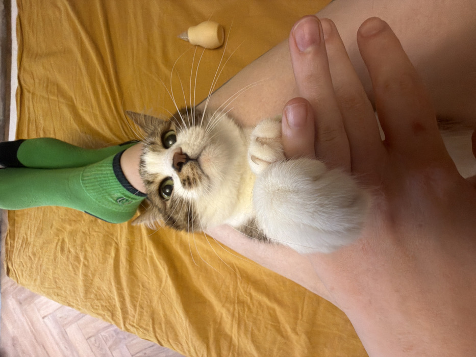 A tabby cat lies on an orange blanket, nestled in a person's hand. The cat has large white paws, long whiskers, and green eyes. The person's hand is positioned on their leg. Green and black socks can be seen at the bottom left. A small, tan object sits near the top of the frame on the orange blanket.