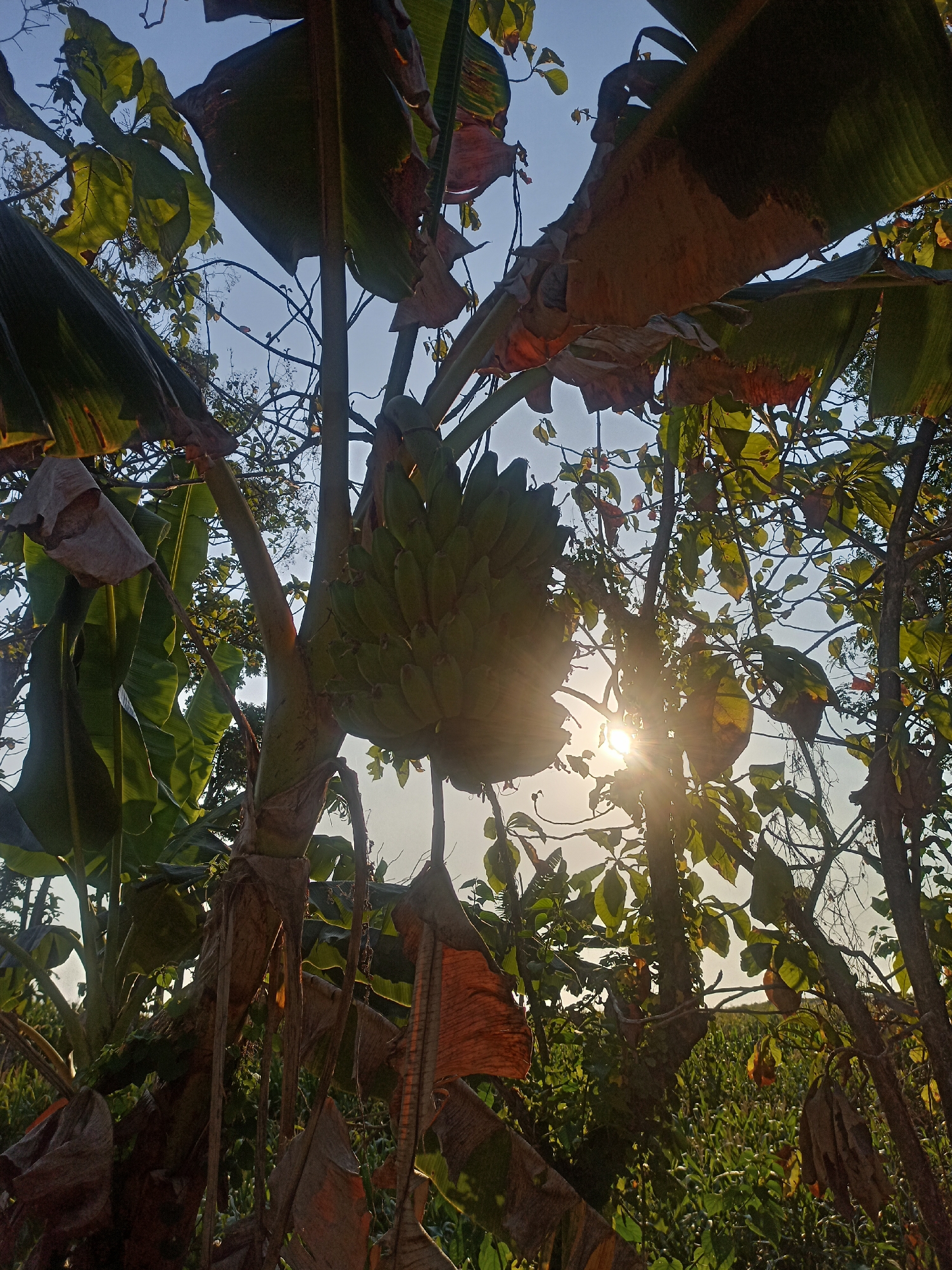 The image captures a bunch of unripe green bananas hanging from a banana tree under a clear blue sky, with the sun casting a bright flare through the leaves. The scene is set in a lush, verdant environment with other trees and foliage visible, suggesting a rural or semi-rural setting, possibly a farm or garden. The presence of dried, brown banana leaves indicates natural shedding and growth. The location is identified as Cepoko, Indonesia. There are no people or animals visible in the frame. The overall impression is one of natural abundance and tropical scenery.