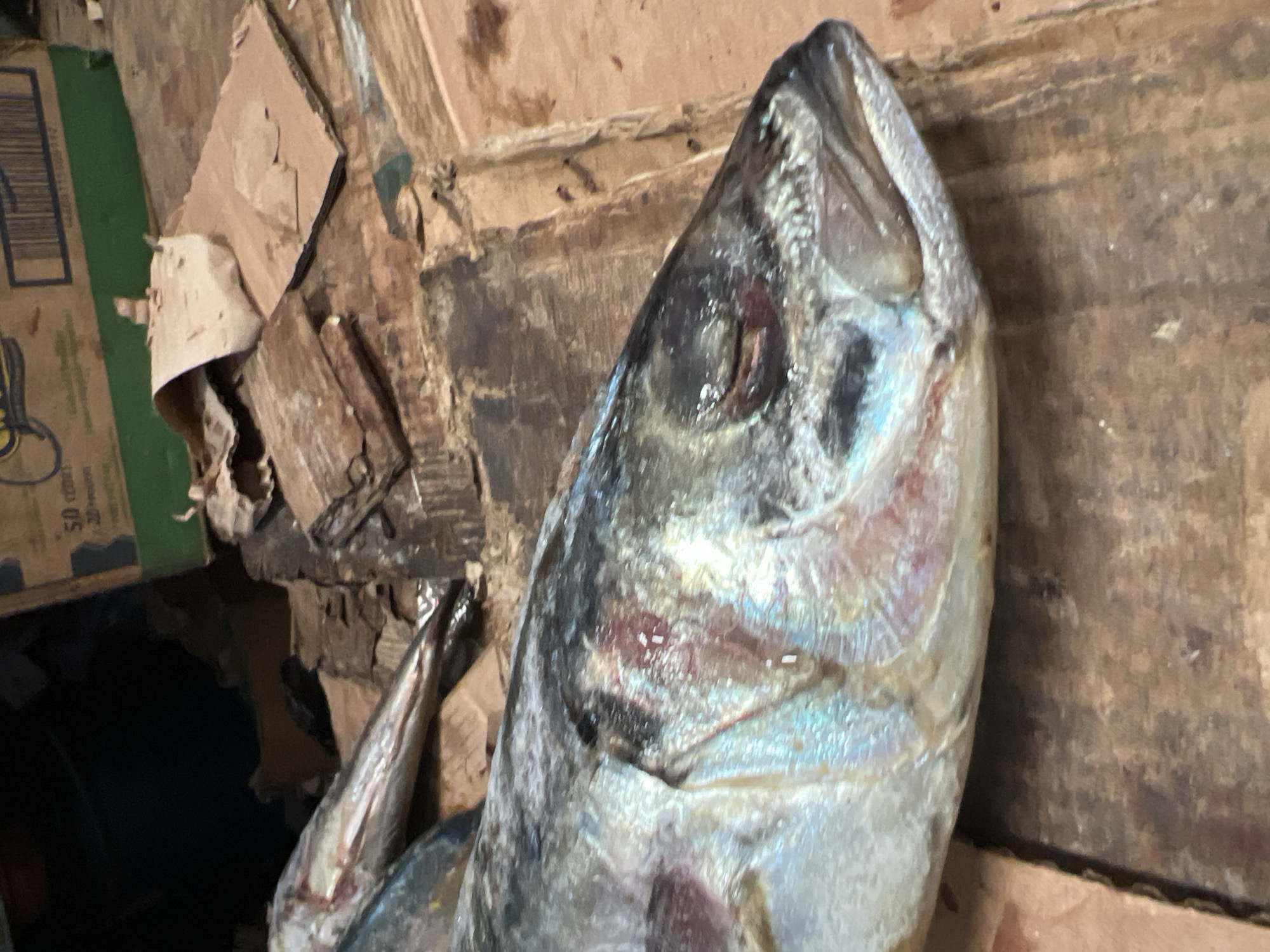 A close-up, eye-level shot shows the head and upper body of a raw, silver-scaled fish lying on a rough, wooden surface. The fish's eye is closed, and its mouth is slightly ajar, revealing the inside of its jaw. The fish's scales shimmer with iridescent blues and greens, with some red and pink undertones visible near the gills and head. Scattered around the fish are pieces of crumpled brown paper and cardboard, suggesting it may be in a market or storage area. In the background, a portion of a green and brown cardboard box with text and a barcode is visible. The scene appears to be an outdoor or semi-outdoor setting in Nkpor, Nigeria, likely a market stall or storage area due to the raw fish and discarded packaging.