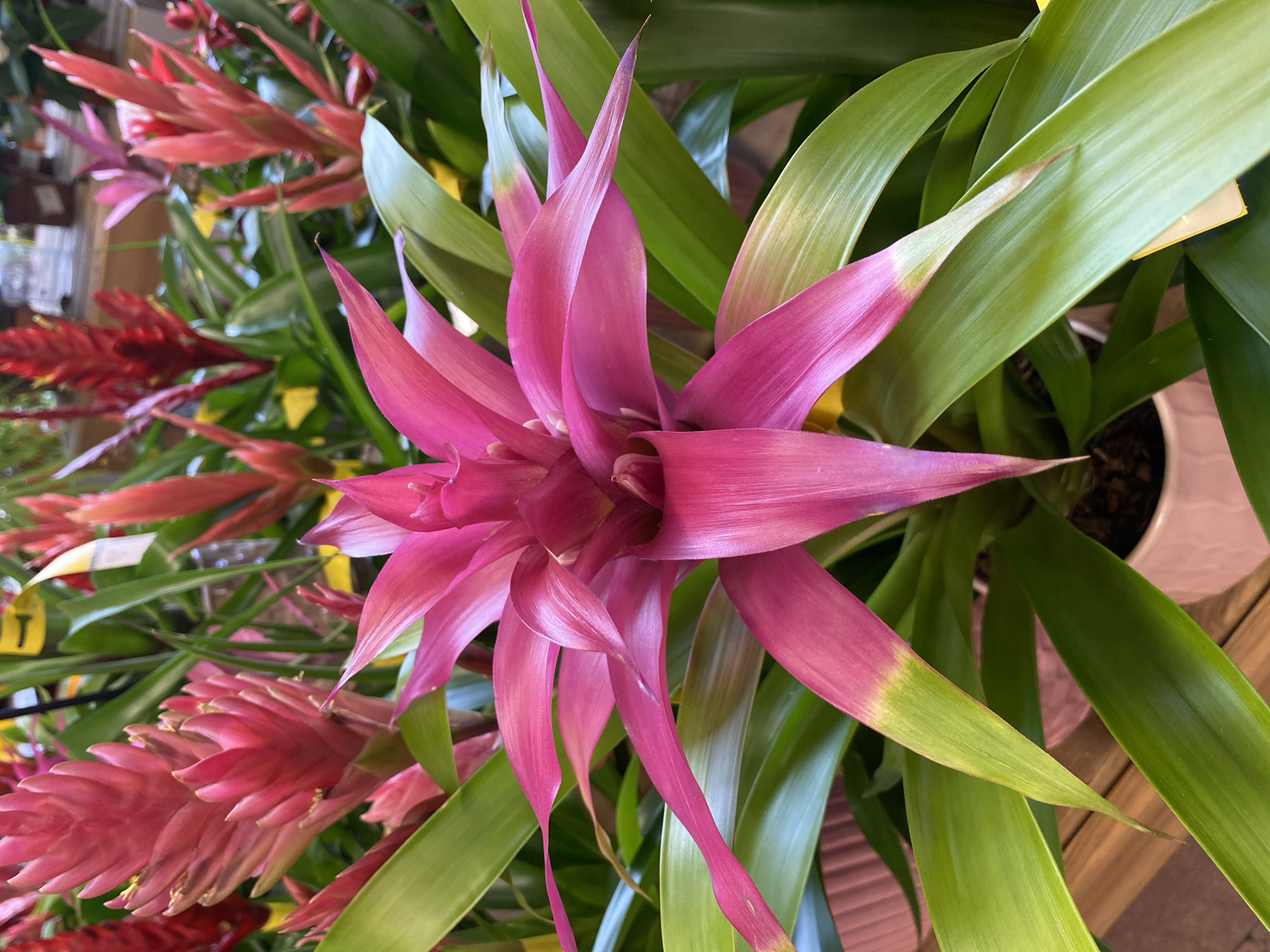 This image captures a vibrant close-up of a pink and green plant, likely a bromeliad, presented indoors in what appears to be a retail setting in Thiers, France. The central plant dominates the frame, showcasing a striking, star-shaped inflorescence of bright fuchsia or magenta bracts, gradually transitioning to green at the tips of some leaves. The long, broad green leaves form a rosette around the colorful center.
In the blurred background, several other plants with lush green foliage and some with red or pink flower spikes are visible, suggesting a collection of plants on display. A white plant pot is partially visible at the bottom right. Yellow pricing or identification tags are interspersed among the background plants, though no text on them is legible. A wooden surface, possibly a shelf or display table, can be seen in the bottom right corner. The lighting is consistent with an indoor environment, highlighting the plant's vivid colors. No people or specific activities are depicted; the scene is a static display of botanical beauty.
