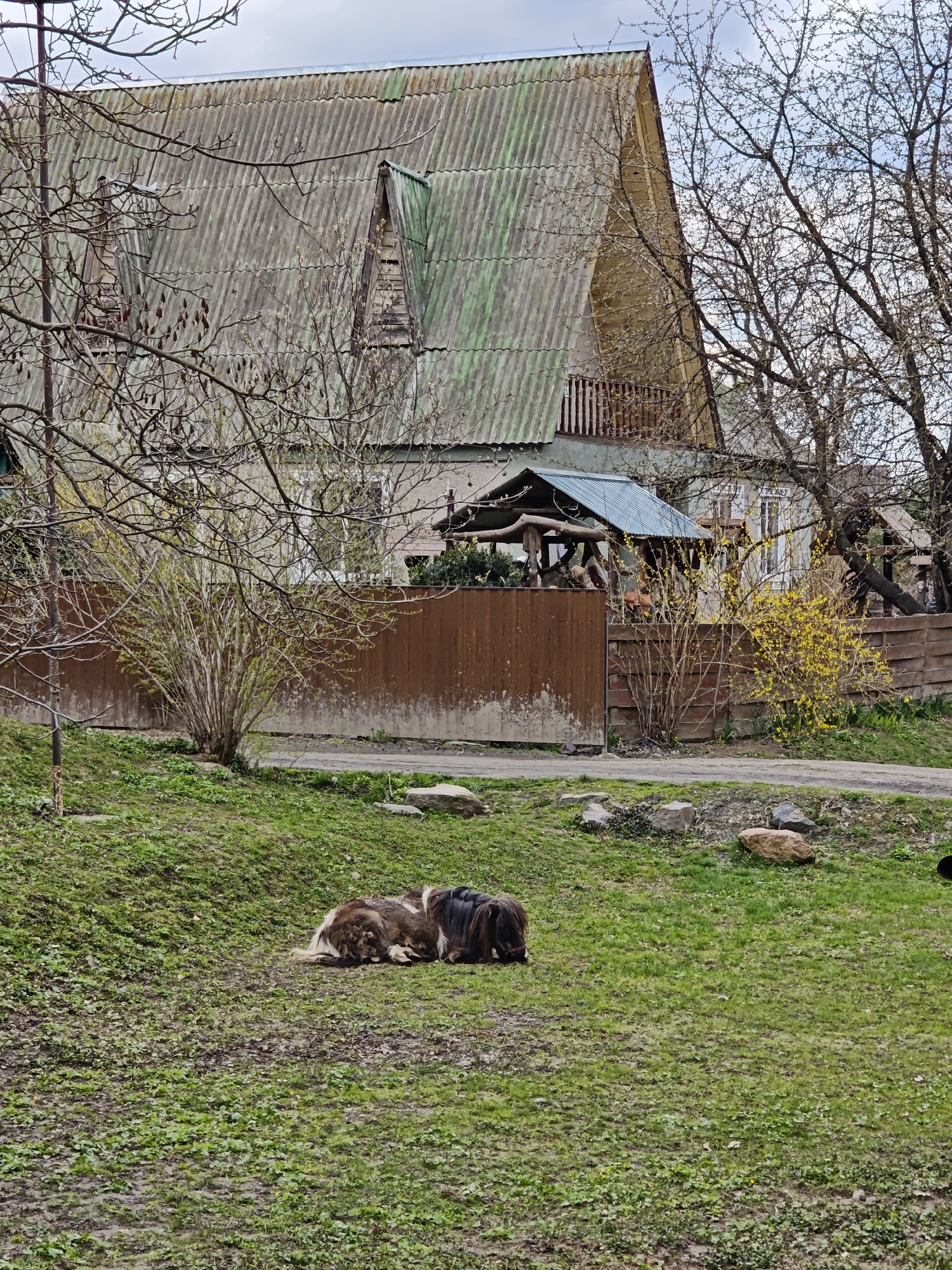 In Khrinivka, Ukraine, two ponies lie on a grassy, slightly muddy slope in front of a weathered house with an aged, gray corrugated metal roof. The house features a distinctive upper level with dormers and a small balcony. A brown wooden fence runs along the property line, interspersed with flowering bushes, one of which displays vibrant yellow blossoms. Bare trees and budding shrubs frame the scene. A small structure with a green roof is visible behind the fence. The sky is overcast.
