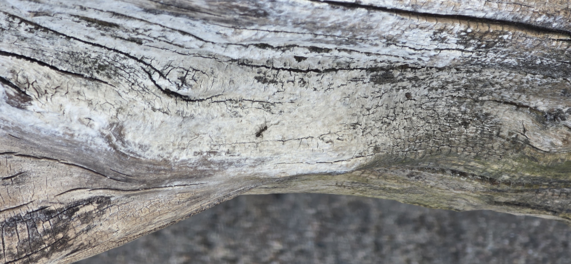 The image shows a close-up of a weathered, light-colored tree trunk, likely a dead or dried branch. The bark is deeply fissured, with some areas appearing bleached or covered in a powdery substance, possibly lichen or dried sap. Darker, rougher textures are visible in contrast to the lighter, smoother areas. A single black ant is clearly visible crawling on the cracked surface of the wood. The background is a blurred, grayish-brown, suggesting a natural environment, possibly soil or rock. The image's focus is entirely on the texture and details of the wood and the ant, with no discernible urban elements or specific location markers within Issyk-Kul, Kyrgyzstan.