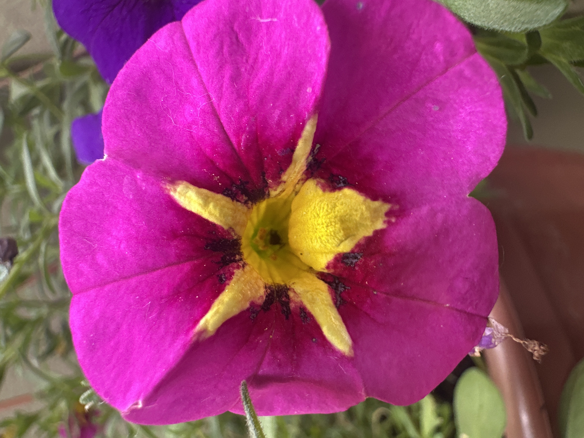A close-up, eye-level, vertical shot focuses on a vibrant fuchsia petunia flower in full bloom. The flower's center features a bright yellow starburst pattern against a dark, almost black throat. Petals, textured and slightly fuzzy, exhibit subtle lines and fine white hairs. Behind the prominent fuchsia bloom, hints of other purple petunias and green foliage are visible, slightly out of focus. The background suggests an outdoor setting, possibly a garden or balcony, with a blurred brown planter visible in the lower portion of the frame. The image was taken in Łódź, Poland.