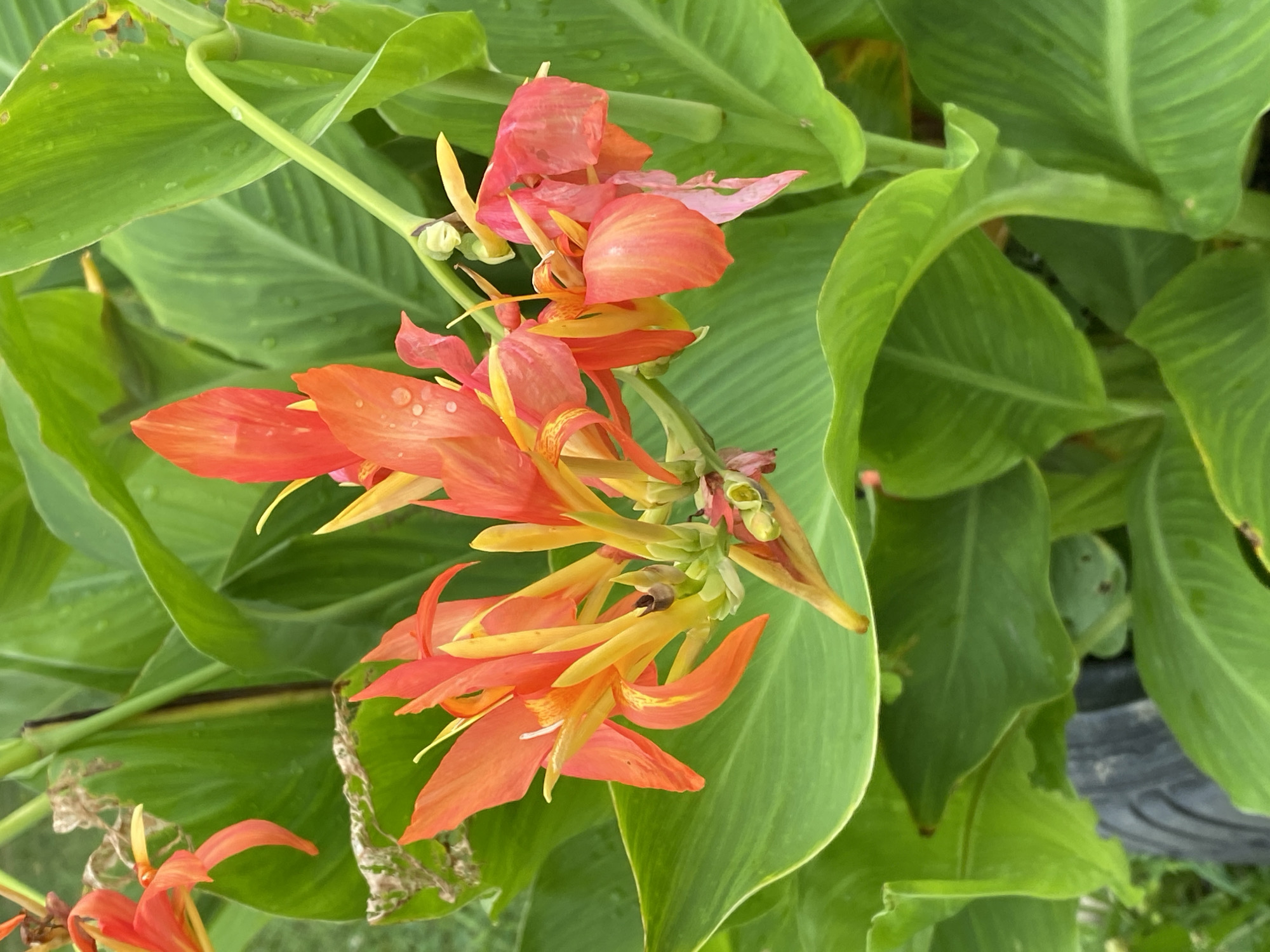 This is a close-up, eye-level, full-frame shot of a cluster of vibrant orange and yellow canna lily flowers. The flowers are in various stages of bloom, with some fully open and others still forming. They are surrounded by large, lush green leaves, some of which appear to be wet, suggesting recent rain or dew. The background is a soft blur of green and hints of darker, out-of-focus foliage. There is a dark, cylindrical object partially visible in the lower left corner, which could be a pot or part of a garden structure. No people or animals are visible in the image. The lighting suggests it is daytime, with natural light illuminating the scene. The image was taken outdoors, likely in a garden setting, and it is not possible to determine the specific location within Pattersonville, United States from the visual information alone.
