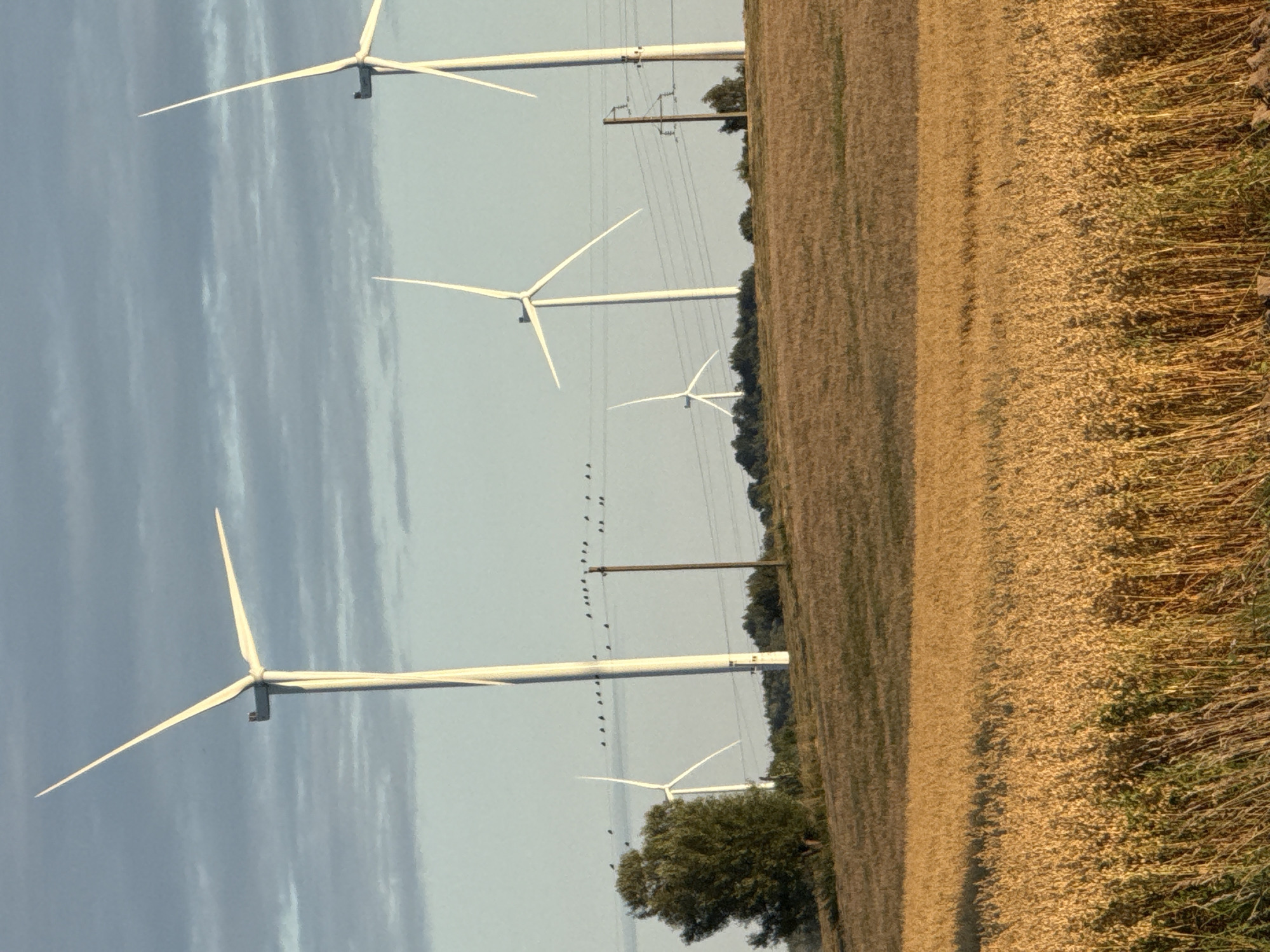In Vikraičiai, Lithuania, a field of golden crops stretches across the foreground. Beyond this, a gentle slope rises, dotted with sparse trees and bushes. A line of birds perches on power lines that traverse the landscape. Several wind turbines stand tall against a cloudy sky, with one prominent turbine in the foreground, its blades angled upwards and to the right. Other turbines are visible in the mid-ground and background, their white structures stark against the muted tones of the sky and landscape.