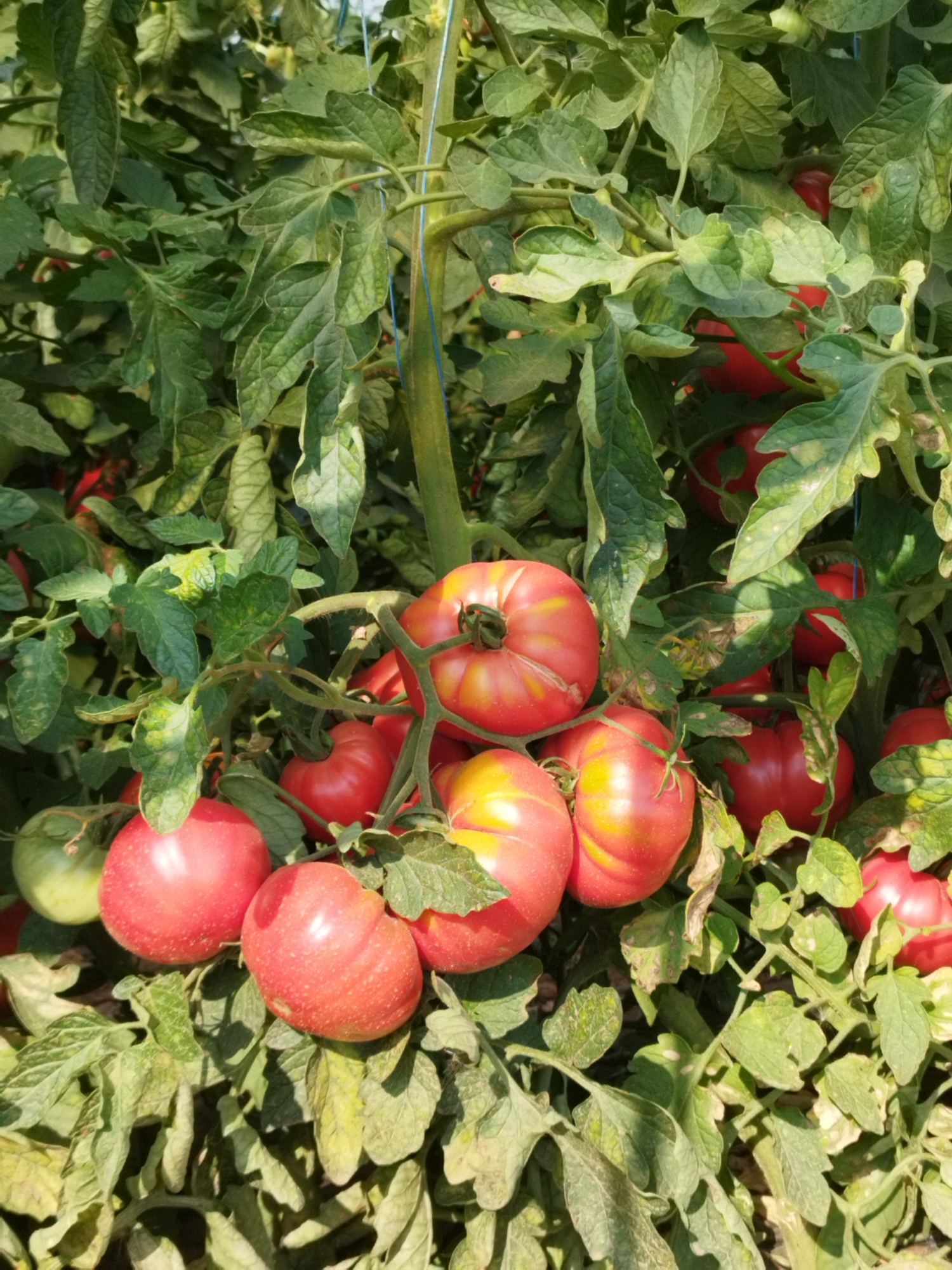 A close-up, overhead shot captures a cluster of ripening tomatoes on the vine, their red and yellow hues contrasting with the lush green foliage. The tomatoes are plump and spherical, with some showing distinct striations of yellow. They are supported by a thick, green stem, with finer branches and leaves fanning out around them. A thin, blue string, likely a support for the plant, is visible in the upper portion of the image. The tomatoes appear to be in a greenhouse or garden setting, given the density of the plant and the artificial support. The scene suggests a harvest in progress or imminent. The location is specified as Băleni-Români, Romania, implying an agricultural context.
