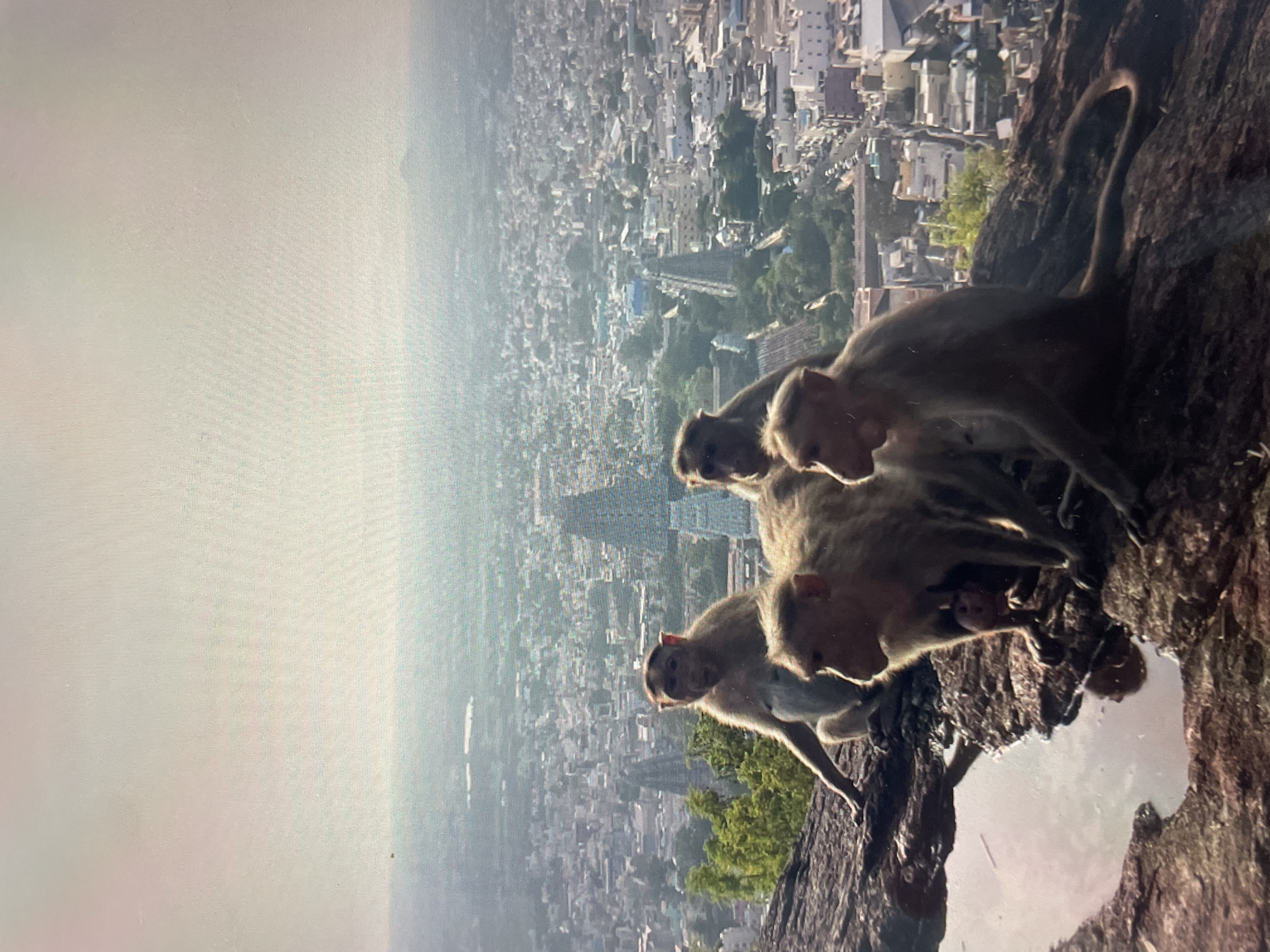 A group of monkeys is perched on a rocky outcrop overlooking the city of Perumbakkam, India. The city is visible in the background, shrouded in a hazy atmosphere. The monkeys are congregated near what appears to be a small pool of water.