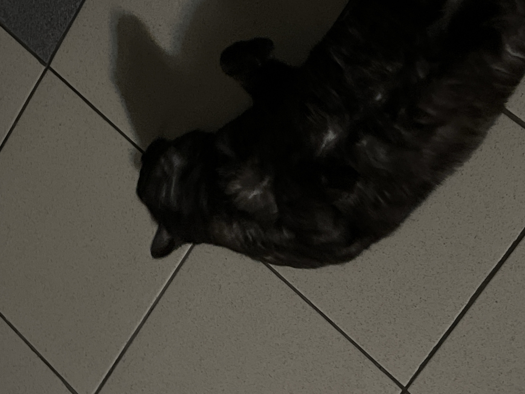 A black cat is lying on its back on a tiled floor. The cat is mostly in shadow, but its fur appears dark and possibly has some lighter markings. The tiles are a light, neutral color, and the grout lines are visible. A shadow of the cat is cast on the floor to its right, suggesting a light source from the left. The image is taken from a slightly elevated perspective, looking down at the cat. There is no information in the image to suggest the location is Kazan, Russia.