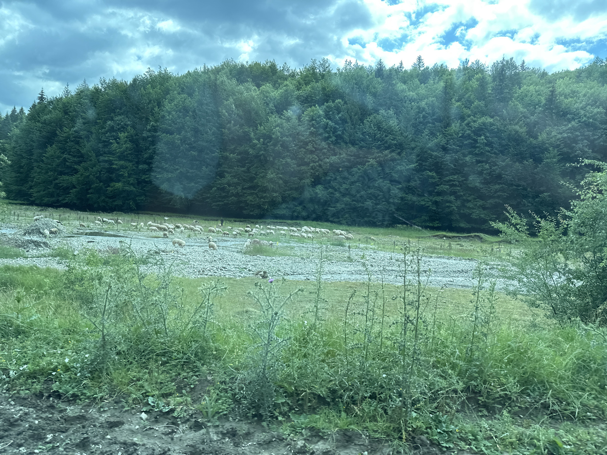 The image shows a flock of sheep grazing in a rocky, arid area at the base of a dense forest in Mitocu Bălan, Romania. The foreground is dominated by tall, green grass and some thorny plants. In the middle ground, a wide expanse of light-colored gravel and sparse vegetation is occupied by approximately 50-60 sheep, mostly white, scattered and grazing. A single person, appearing to be a shepherd, is visible among the sheep. The background features a steep hillside covered with a thick, dark green forest of coniferous trees, reaching up to a cloudy sky with patches of blue.