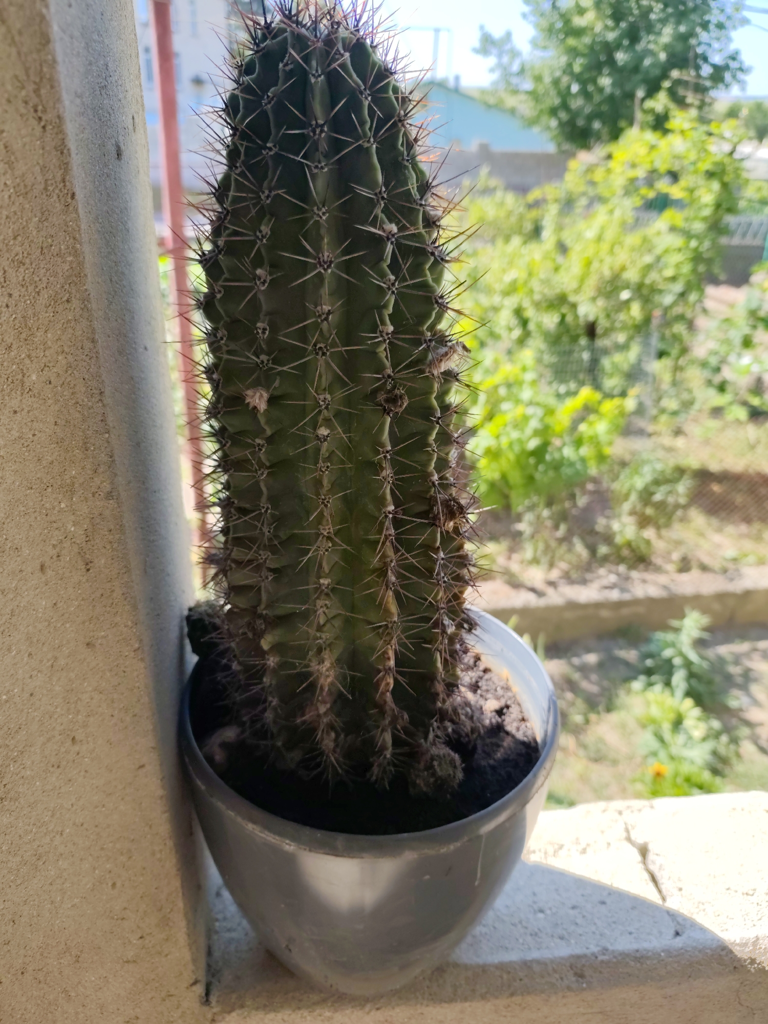 A potted cactus is positioned on a windowsill next to a concrete wall. The cactus is dark green with sharp spines and is in a grey pot. The background shows a blurred outdoor scene with green foliage and some buildings, suggesting a residential area in Florești, Moldova. Sunlight casts shadows, indicating it is daytime.