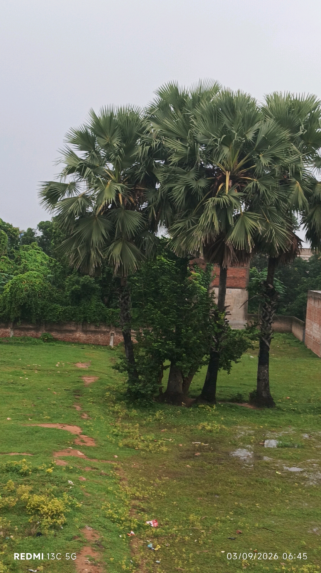 An outdoor, medium-shot, vertical, eye-level photograph captures a cluster of palm trees against an overcast sky. The trees are the central focus, with their fronds fanning out and forming a dense canopy. The ground is covered in lush green grass, with patches of yellow wildflowers and a winding dirt path. A low brick wall runs along the left side of the frame, partially obscured by dense green foliage. In the background, a brick building is visible. The image includes a timestamp in the bottom right corner reading "03/09/2026 06:45" and a phone model in the bottom left corner "REDMI 13C 5G". There are no people visible in the frame.