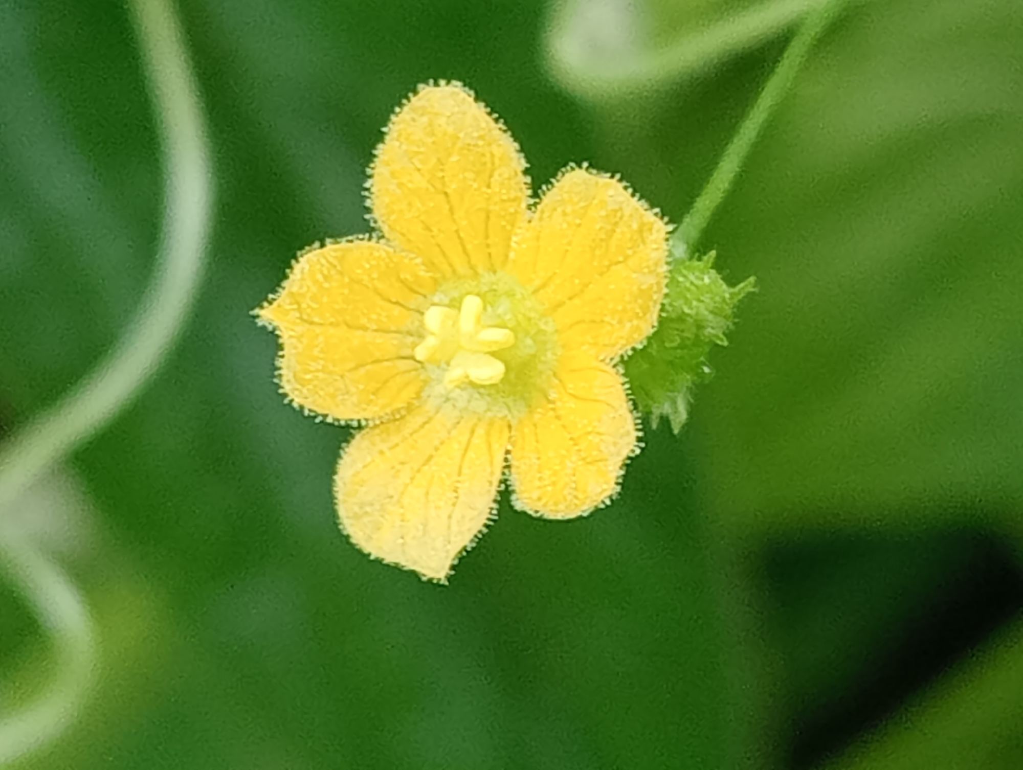A vibrant, yellow flower with five petals dominates the frame, positioned slightly off-center against a predominantly green background. The flower has a textured appearance and a cluster of pistils/stamens at its center. The background is a soft, blurry green, hinting at foliage. A thin, tendril-like structure is faintly visible at the upper left. To the right of the flower, there is a small, prickly green bud. The location and city are unknown.