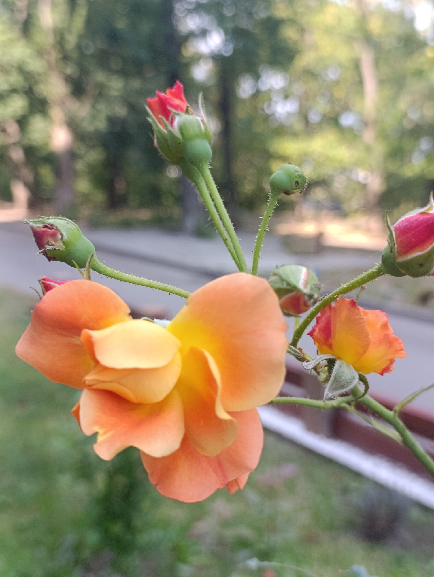 A close-up, eye-level, outdoor photograph shows a cluster of orange and yellow roses and buds on a bush. The main subject is a fully bloomed rose with delicate petals, predominantly orange with yellow accents. Several rosebuds are visible, ranging from deep red to green, some partially opened. The roses are on a green stem covered in small thorns, which is slightly blurred due to the shallow depth of field. The background is softly blurred, revealing green foliage, trees, and a paved area that suggests a park or garden setting. The lighting indicates it is daytime, possibly late afternoon or early morning, with soft, diffused light creating subtle highlights on the petals. The scene is devoid of human presence. The location is described as Bila Tserkva, Ukraine.