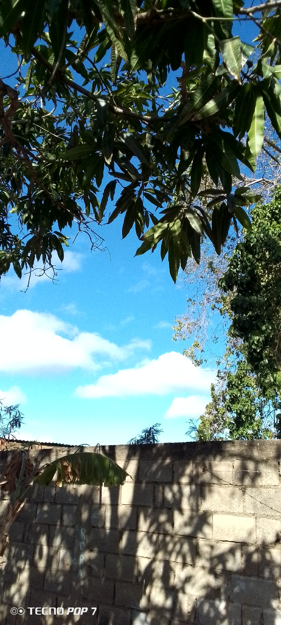 The image shows a view of a cinder block wall with shadows cast upon it. Above the wall, there is a blue sky with white clouds. A variety of green foliage, including leaves from trees, are visible, framing the top portion of the image. Based on the TECNO POP 7 watermark, it is likely that the image was taken with a TECNO POP 7 mobile device. The location appears to be outdoors, with trees and sky in the background. The wall gives the impression of a backyard or a boundary between properties. The scene is set in a residential area. The image does not contain any people. It is difficult to confirm the image's location in the city of Altagracia, Venezuela, without further information.