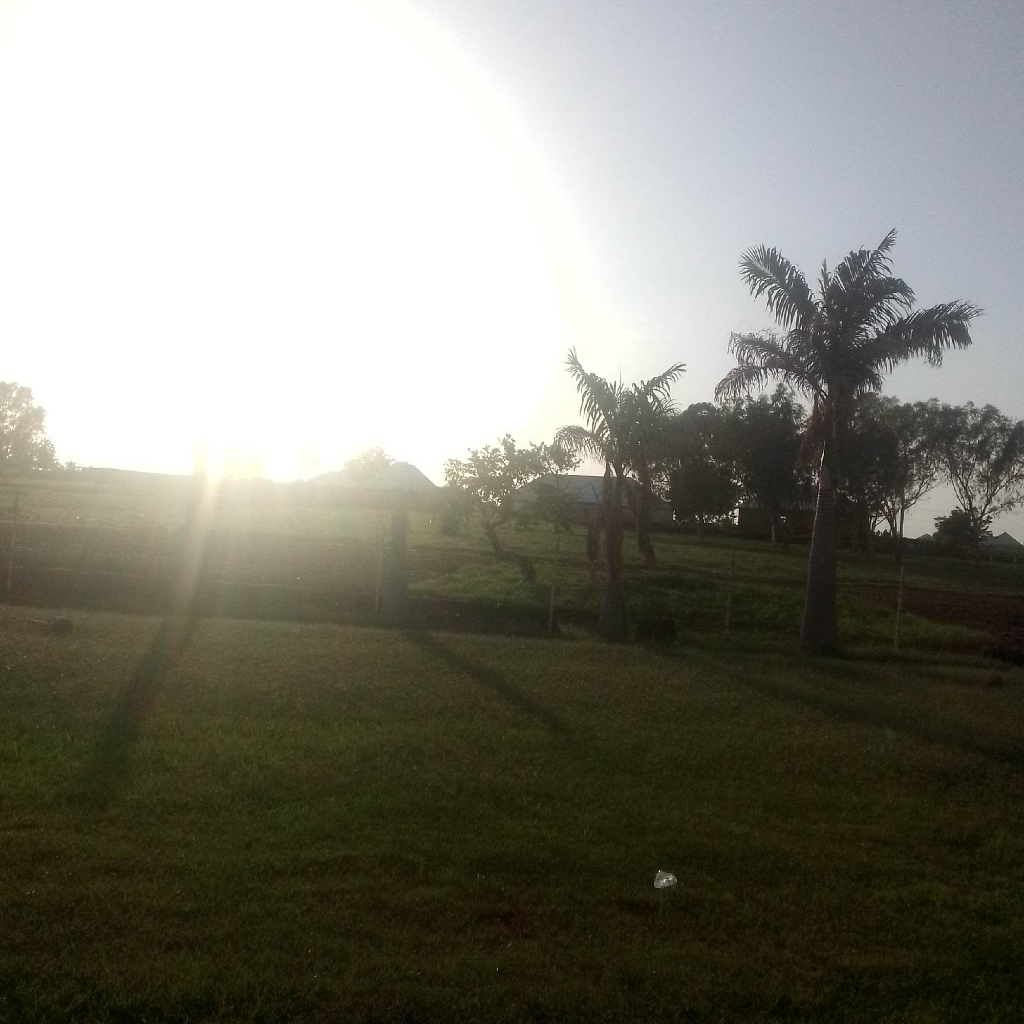 This is a landscape photograph taken in Jalingo, Nigeria, likely during the late afternoon or early morning due to the intense sunlight casting long shadows. The scene depicts a grassy field with a gentle incline, dotted with palm trees and other vegetation. In the background, there are some structures that appear to be buildings, partially obscured by trees. A fence runs horizontally across the middle ground, separating the grassy area from what seems to be a more cultivated or natural landscape beyond.
The sun is a prominent feature, appearing as a bright, blown-out light source in the upper left portion of the image. Its rays create a lens flare effect that spreads across the sky and illuminates the scene, casting distinct shadows from the trees onto the grass. One large palm tree stands out in the right mid-ground, its fronds silhouetted against the bright sky. Another, smaller palm tree is visible to its left. The grass in the foreground is lush and green, though some areas appear darker due to the shadows. There is a small, reflective object, possibly a piece of plastic, on the grass in the lower right quadrant of the image.
The overall mood is serene and tranquil, with the warm light suggesting a peaceful natural setting. The location cues, such as the palm trees and the style of the vegetation, are consistent with a tropical or sub-tropical environment like Jalingo, Nigeria. No visible text is present in the image.