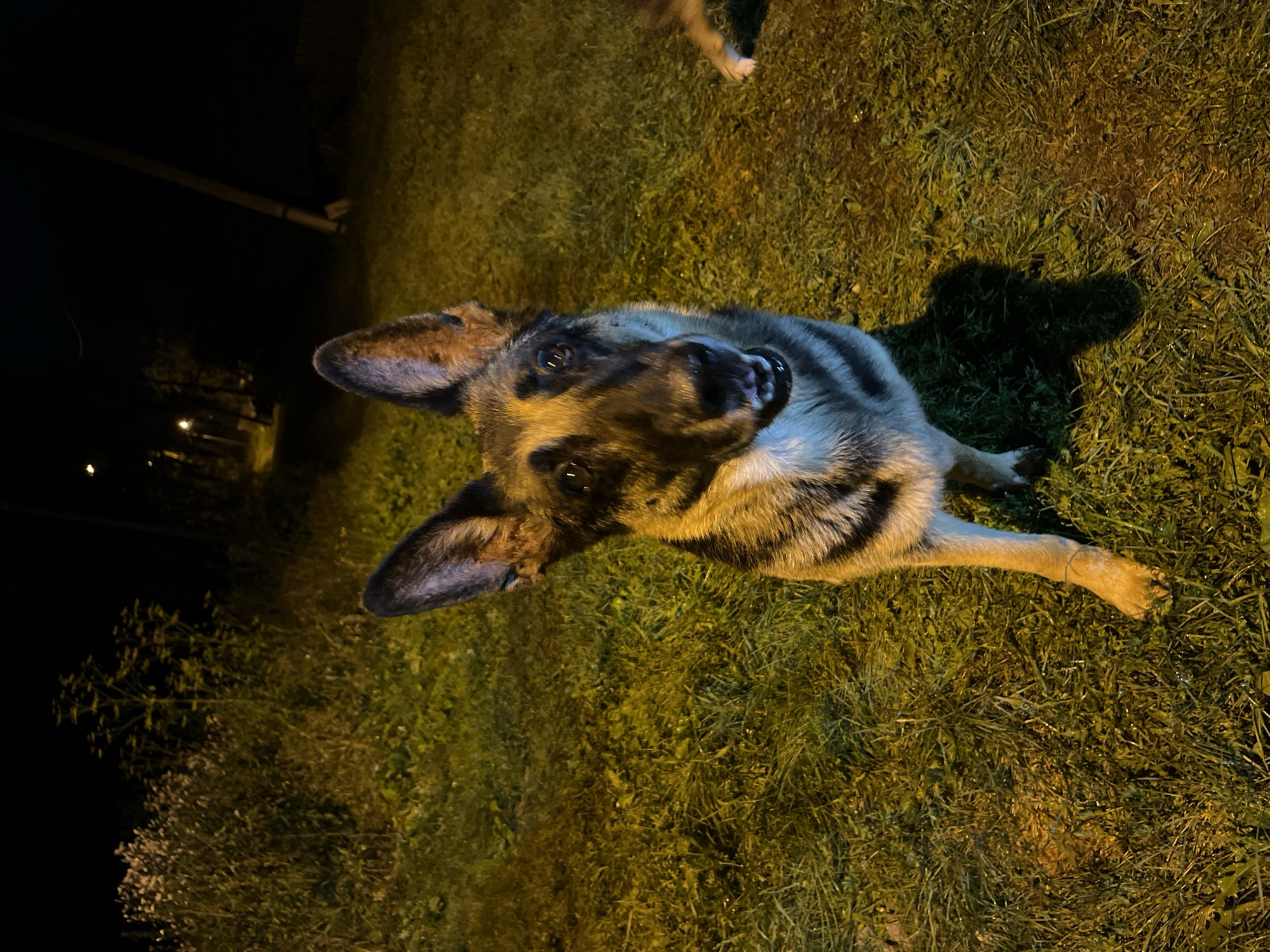 The media file shows a German Shepherd dog lying on grass at night. The dog is facing the camera with its head tilted and its mouth slightly open, appearing playful or curious. Its fur is a mix of black, brown, and tan. The scene is dimly lit by artificial lights, casting shadows on the grass. In the background, there are some trees and what appears to be a wooden structure. The overall setting suggests an outdoor area, possibly a backyard or a park, in Nizhny Tagil, Russia. The time of day is clearly night due to the darkness and artificial lighting. The weather appears to be slightly damp, as evidenced by the glistening grass. There is no visible text in the image.