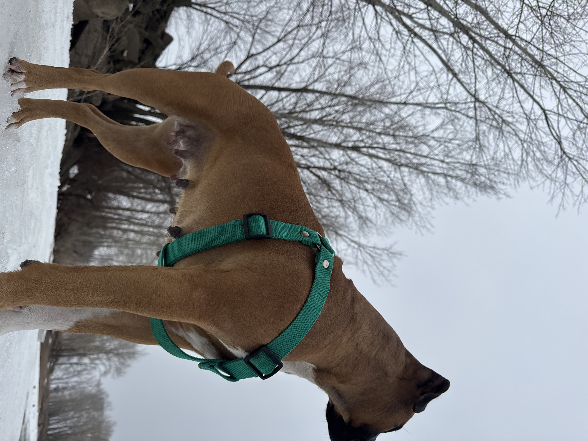 A medium-sized, tan-colored Boxer dog wearing a green harness stands outdoors in a winter landscape. The dog has white markings on its paws and chest. The ground is partially covered with snow. Bare tree branches are visible in the background against a gray sky. The location is not specified in the prompt or the image, so I cannot give a location, however, there is no identifying information suggesting the location is the city of Chaikovsky, Russia.