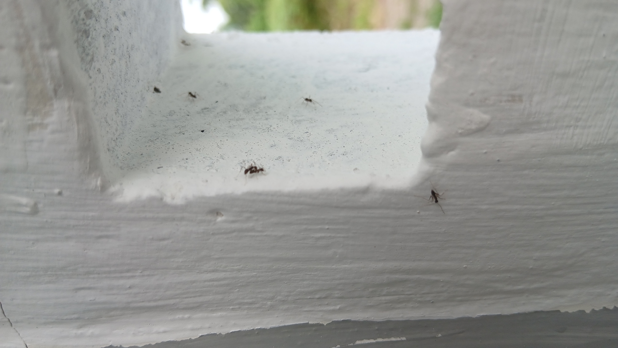 In the city of Klambir Lima Kebun, Indonesia, an outdoor scene shows a white, textured wall with a rectangular opening. Several small, dark insects, appearing to be ants, are scattered across the wall's surface. One ant is clearly visible in the lower left of the image, with another in the upper right quadrant of the opening. The background outside the opening is blurred, showing greenery, suggesting a natural environment. The lighting indicates it is daytime.