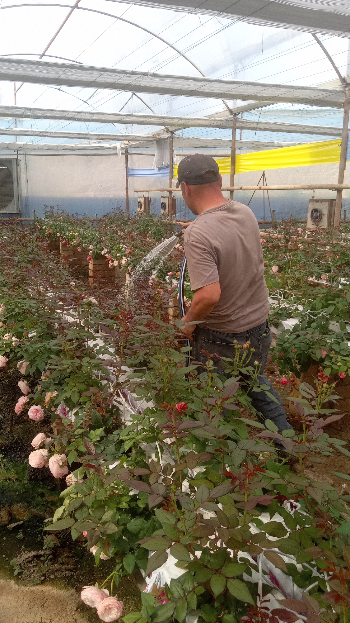 A man wearing a grey t-shirt and dark jeans, and a dark baseball cap is watering rose bushes in a greenhouse. He is holding a hose in his right hand, and water is spraying from the nozzle onto the plants. The greenhouse structure is visible, with a clear plastic roof and white netting. Rows of rose bushes with pink flowers are planted in raised beds made of bricks. Fans are mounted on the back wall of the greenhouse. The scene is located in the city of Salar, Uzbekistan.
