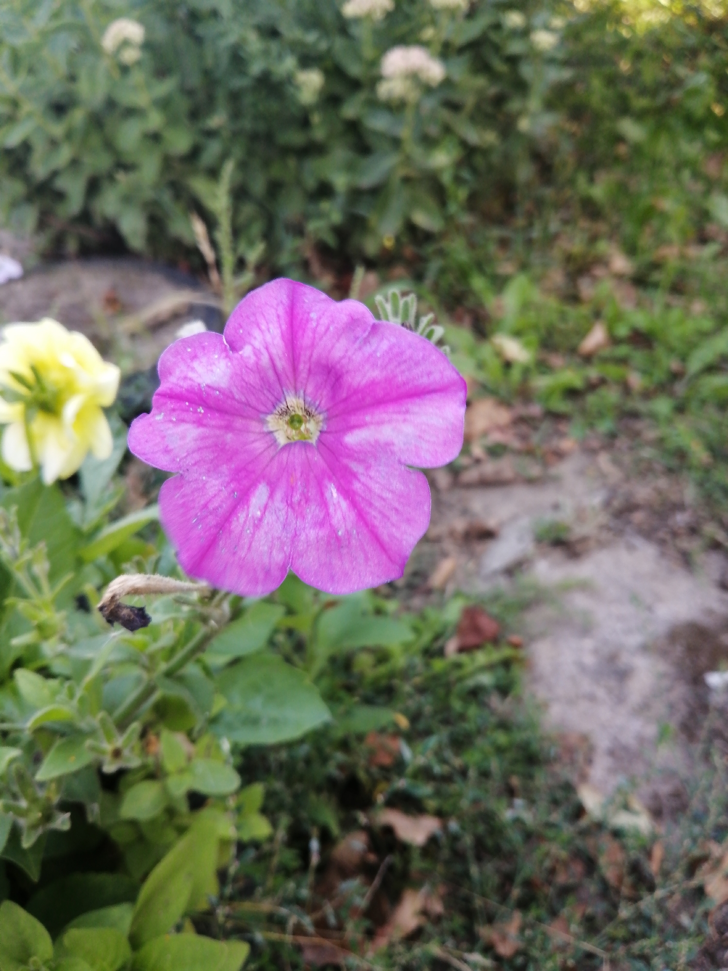 A close-up, eye-level shot captures a vibrant pink petunia flower in the foreground, its delicate petals unfurling. To the left, slightly out of focus, a pale yellow flower is visible. The background consists of lush green foliage, with hints of dried leaves scattered on the ground and a blurred pathway. The scene appears to be an outdoor garden setting, likely within the Доўгаўскі сельскі Савет, Belarus. No people or specific actions are depicted.