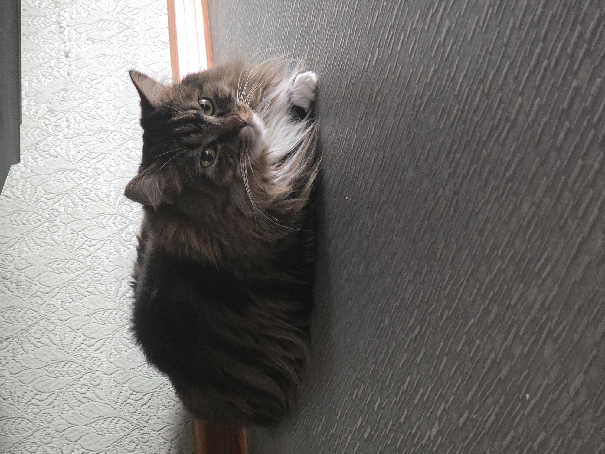 The image features a close-up, rotated view of a fluffy brown and black cat with green eyes. The cat is positioned on a textured, dark grey surface, which appears to be a wall or door, and is looking upwards and to the left. Its body is partially obscured by its fur, but one white paw is visible resting on the grey surface. The background consists of a lighter, patterned wallpaper with a floral or leaf-like design. To the left of the wallpaper, a sliver of an opening with a pale orange tint is visible, suggesting a doorway or window. The lighting suggests it is daytime, with soft light illuminating the scene. The cat appears relaxed and curious. No visible text is present in the image. The scene is likely indoors, possibly in a home in Omsk, Russia.