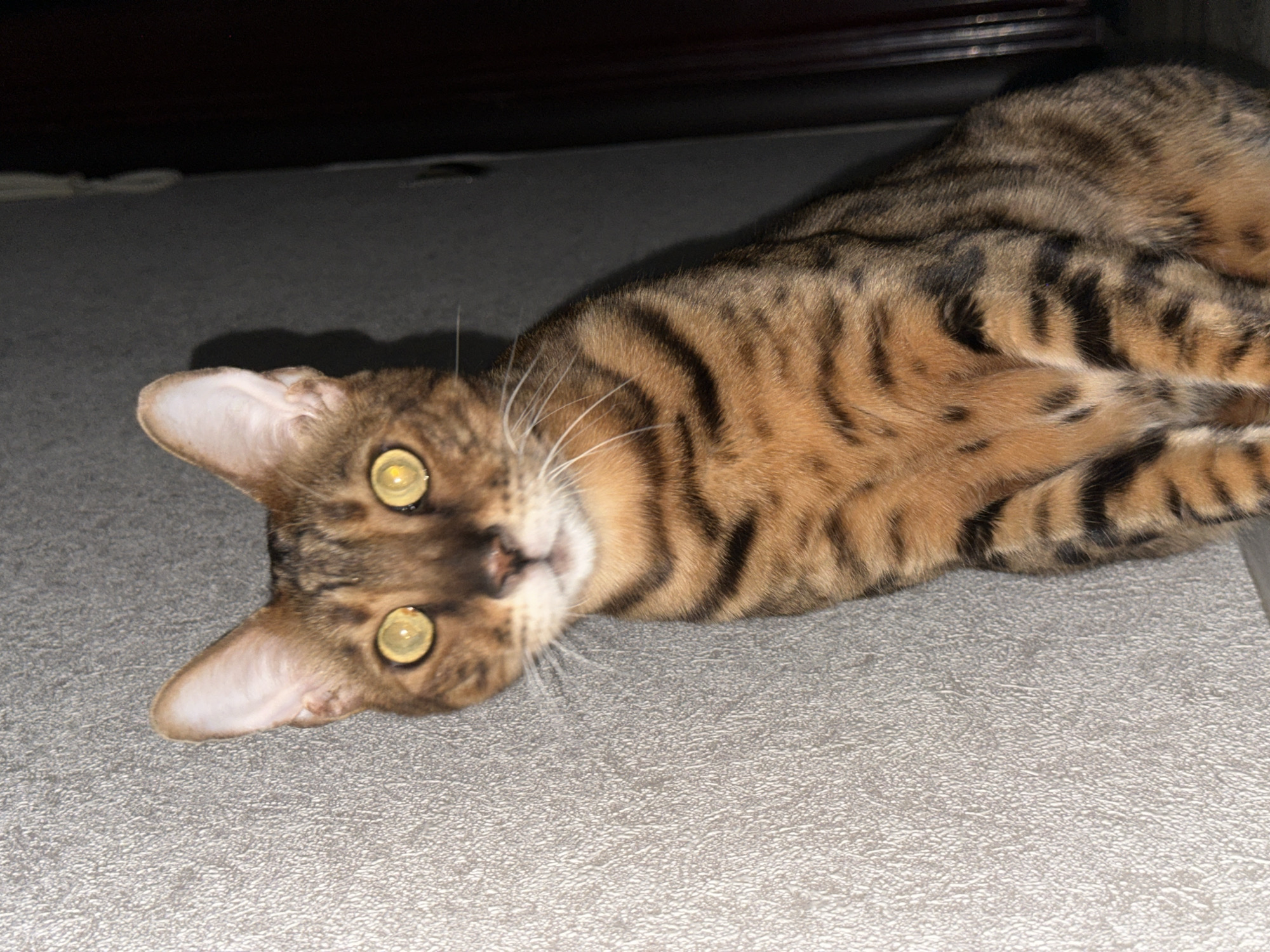 A bengal cat is sitting in front of a gray textured wall. The cat is looking directly at the camera with its bright yellow eyes. Its fur is a mix of orange, brown, and black stripes. The background is dark and out of focus. The image was taken indoors, likely in a residential setting. There is no information about the location in the city of Energetik, Russia.