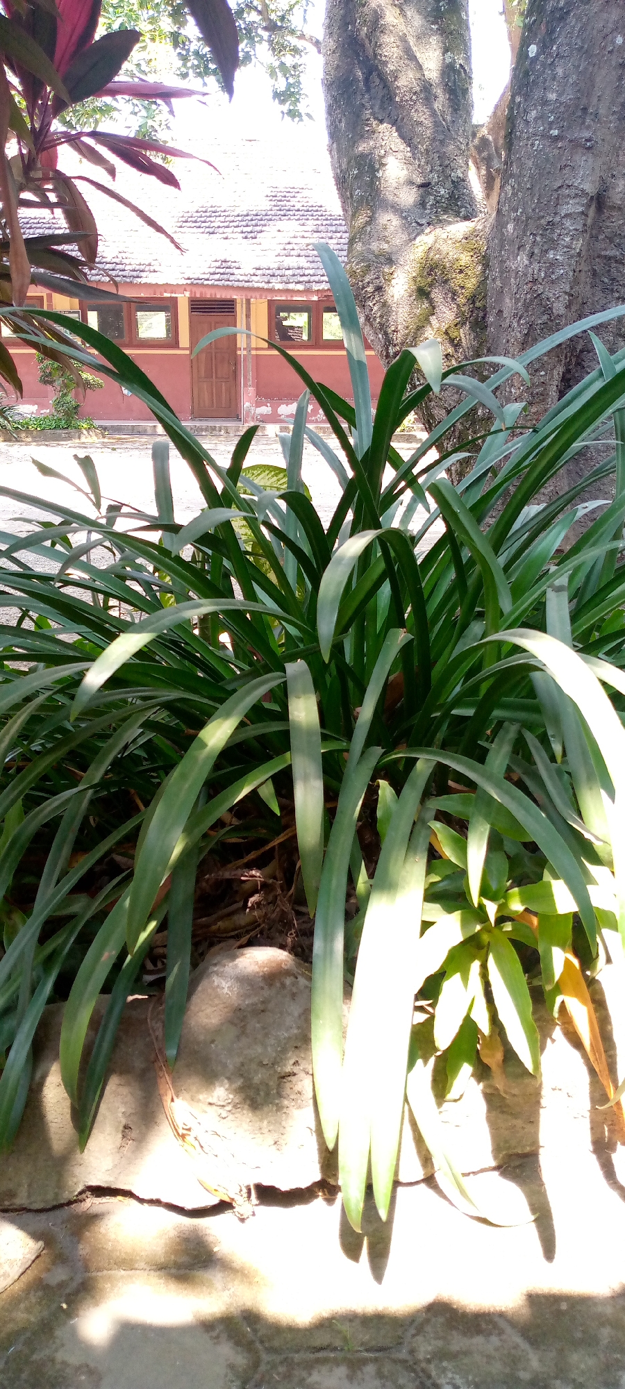 A medium shot captures a dense clump of green, sword-like plants in the foreground, bathed in bright sunlight. Behind the foliage, a red building with a tiled roof and brown-framed windows is visible. To the right of the plants, the rough, textured bark of a large tree trunk dominates part of the frame, also partially illuminated by sunlight. The ground appears to be paved with concrete, with shadows from the plants and tree casting distinct patterns. The overall scene suggests an outdoor setting, possibly a garden or yard area adjacent to a building, likely in a tropical or subtropical environment given the lush vegetation.