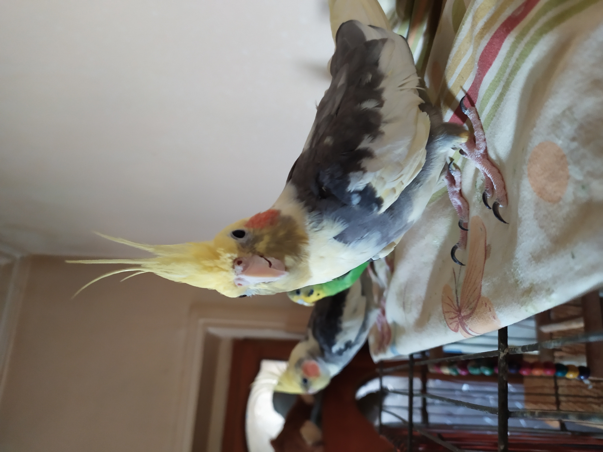 The image shows three birds perched on a striped fabric near a cage. The bird in the foreground is a cockatiel with a yellow crest, white face, and gray and white wings. It is looking directly at the camera with its beak slightly open. Behind it, another cockatiel, with a similar yellow crest and light grey and white plumage, is partially visible. In the background, a small green budgie is also visible. The birds are positioned on what appears to be the top of a bird cage, with a colorful patterned cloth underneath them. The environment suggests an indoor setting with a wall in the background. There is no indication of the city of Bilajari, Azerbaijan.