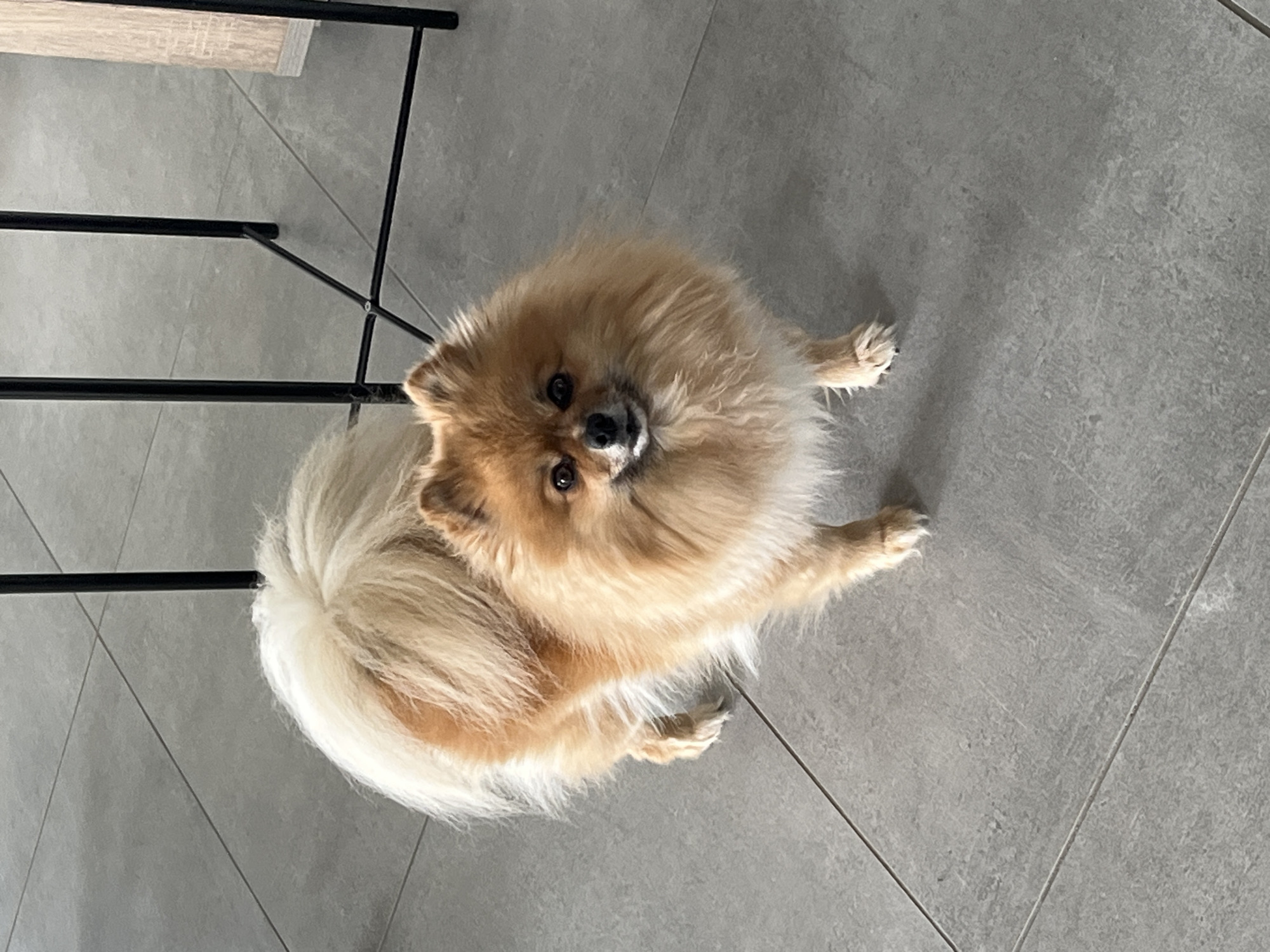 A tan and white Pomeranian dog is lying on a gray tiled floor in Chambœuf, France. A black metal frame is visible in the upper left corner of the image. The dog is looking up at the camera.