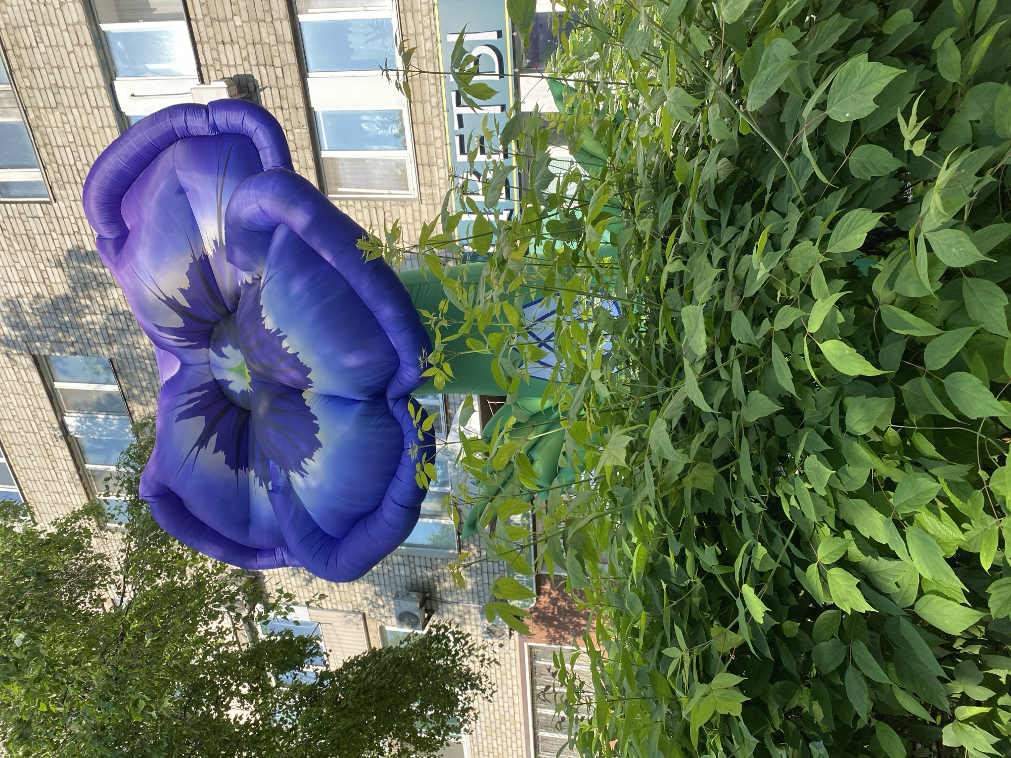 An inflatable purple flower, resembling a petunia, stands tall in front of a brick building. The flower is a vibrant purple with darker purple and light blue accents on its petals. Its stem is green and appears to be inflatable as well. Behind the flower, the building has multiple windows, some of which are reflective. A green leafy bush is in the foreground, obscuring the lower part of the inflatable flower and its stem. There are no people visible in the image. The setting appears to be outdoors on a sunny day, with shadows cast on the building.