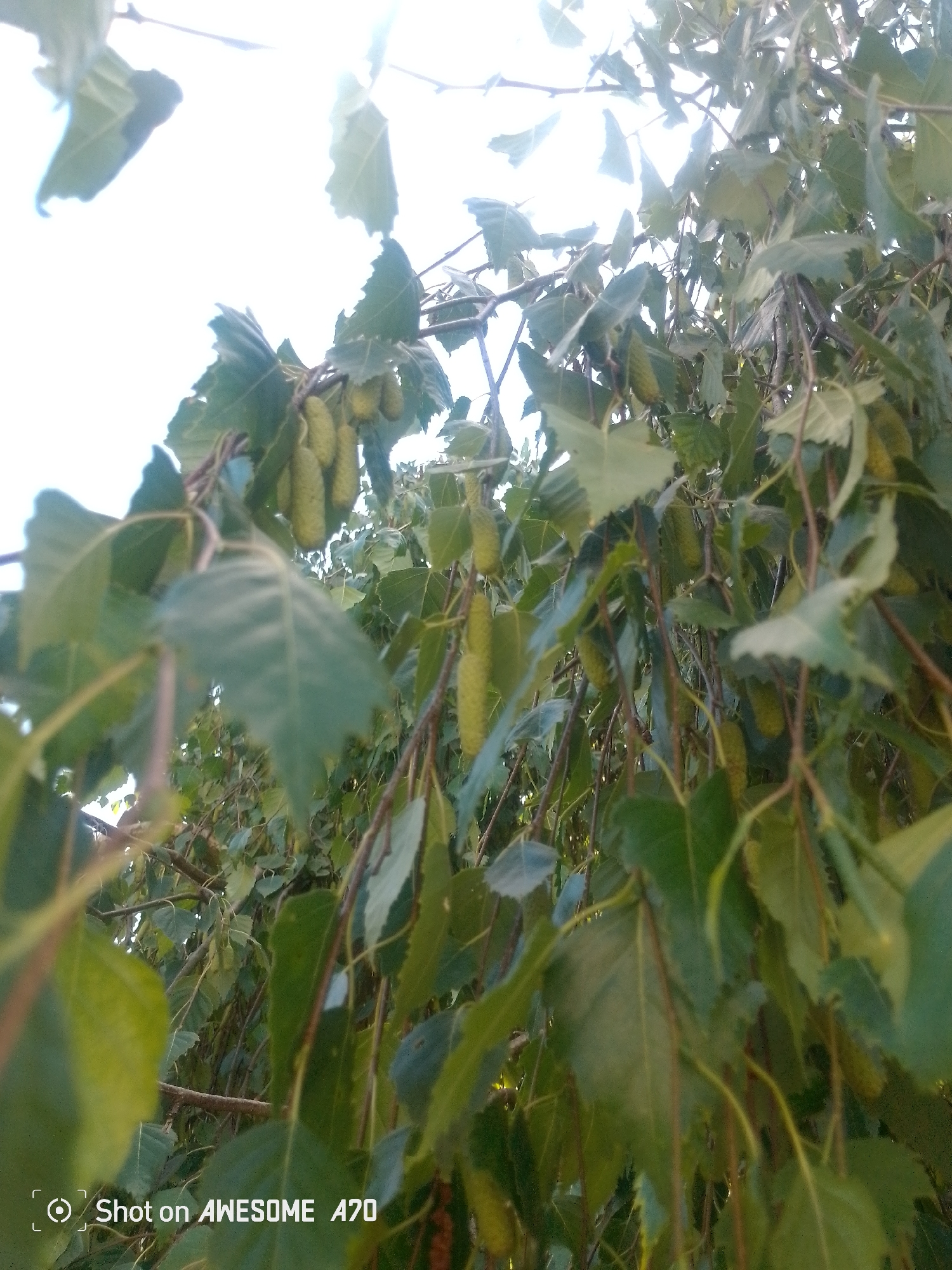 The image shows a close-up view of the hanging catkins of a birch tree, with several green leaves in the foreground and background. The catkins are elongated and greenish-yellow, hanging in clusters from the branches. The leaves are broad and serrated, with visible veins. The scene is outdoors, with a bright sky in the upper portion of the image, suggesting it is daytime. The lower right corner of the image contains a watermark that reads "Shot on AWESOME A70". There are no people or animals visible in the image. The exact location in Königswinter, Germany, is not specified, but the presence of birch trees suggests a natural or park-like setting.