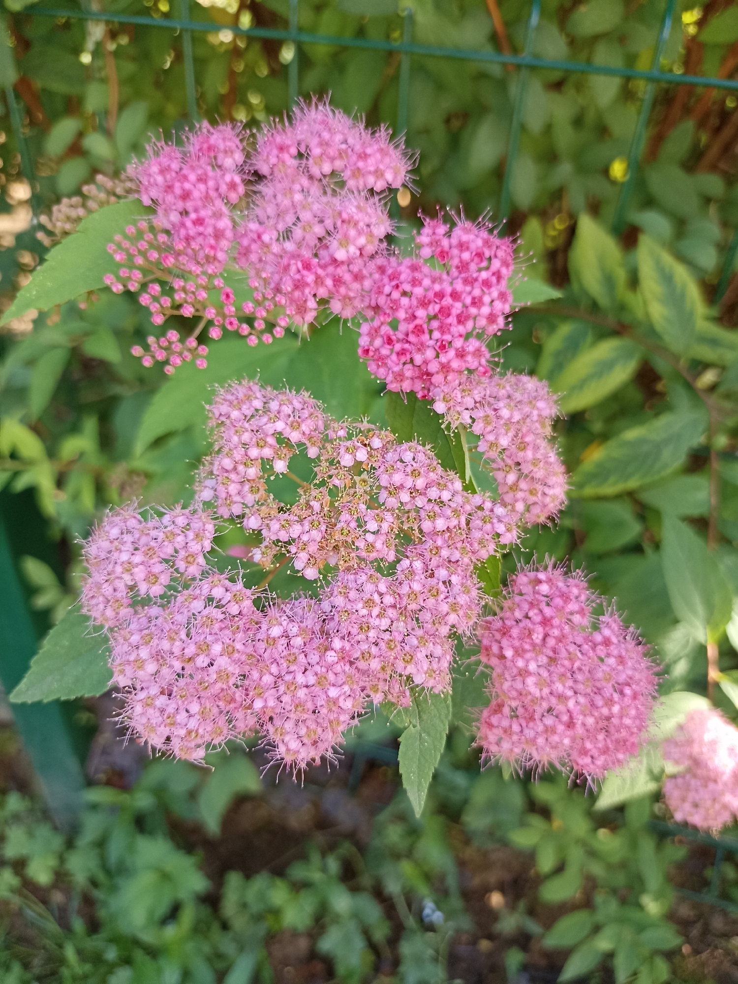 A close-up, vertical shot focuses on several clusters of small, bright pink flowers, some in bloom and others as tiny buds. The flowers have delicate, spiky petals and are set against a backdrop of green foliage and a blurred green wire fence. The lighting suggests it is daytime, with some bright highlights on the flowers and leaves.
