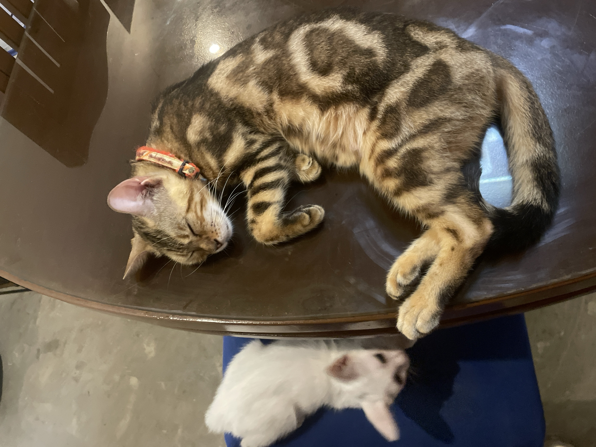A tabby cat with a patterned coat and an orange collar lies asleep on a dark brown round table. Below the table, a small white rabbit rests on a blue cushion. The location is the city of Hijo, Philippines.