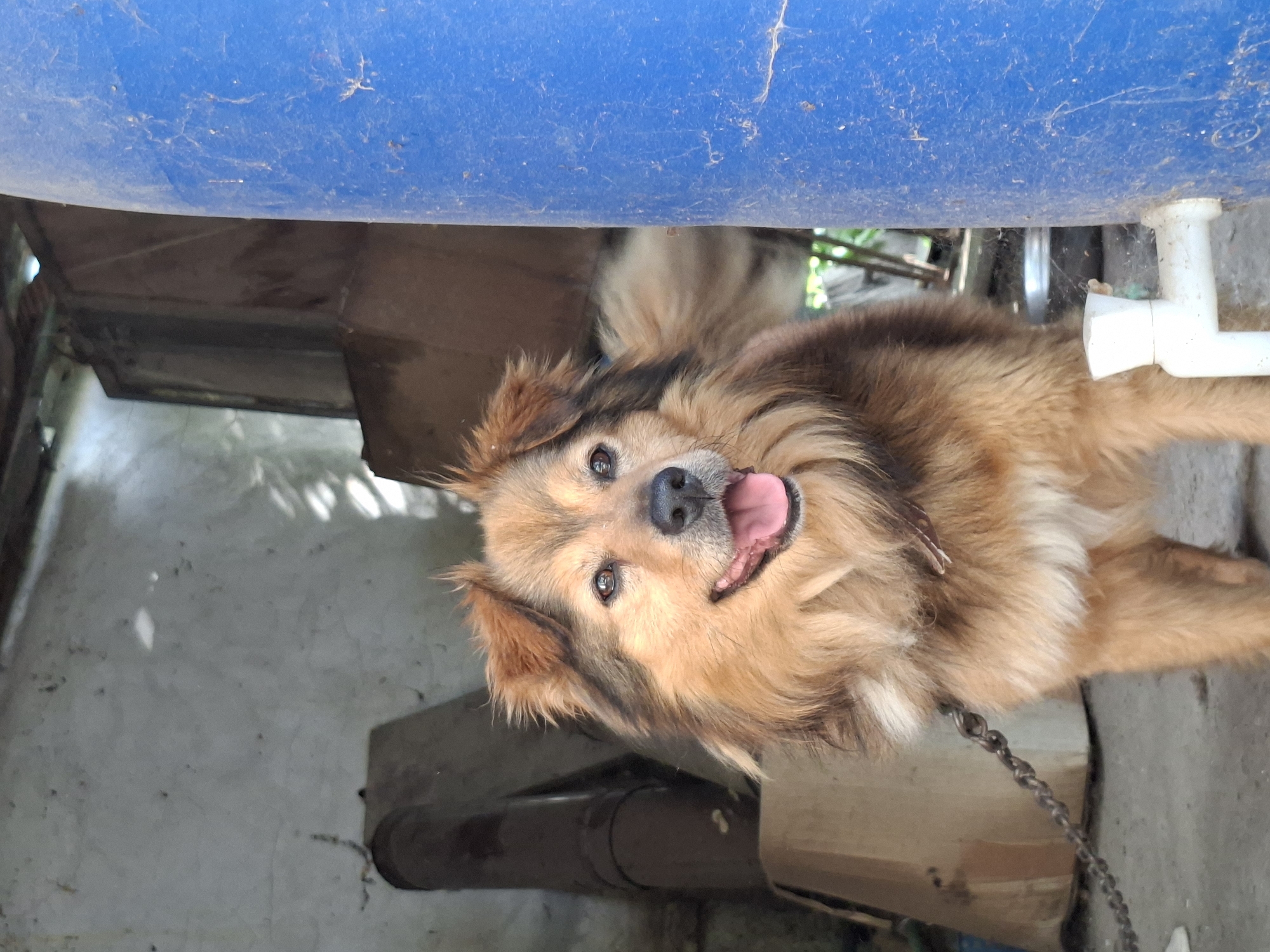 A medium-sized, brown and tan dog stands on a gray concrete surface, with its pink tongue protruding from its mouth. The dog is secured by a chain attached to its collar. Overhead, a large blue plastic tank sits, accompanied by white PVC plumbing. The location is possibly in the city of Bojuritsa, Bulgaria.
