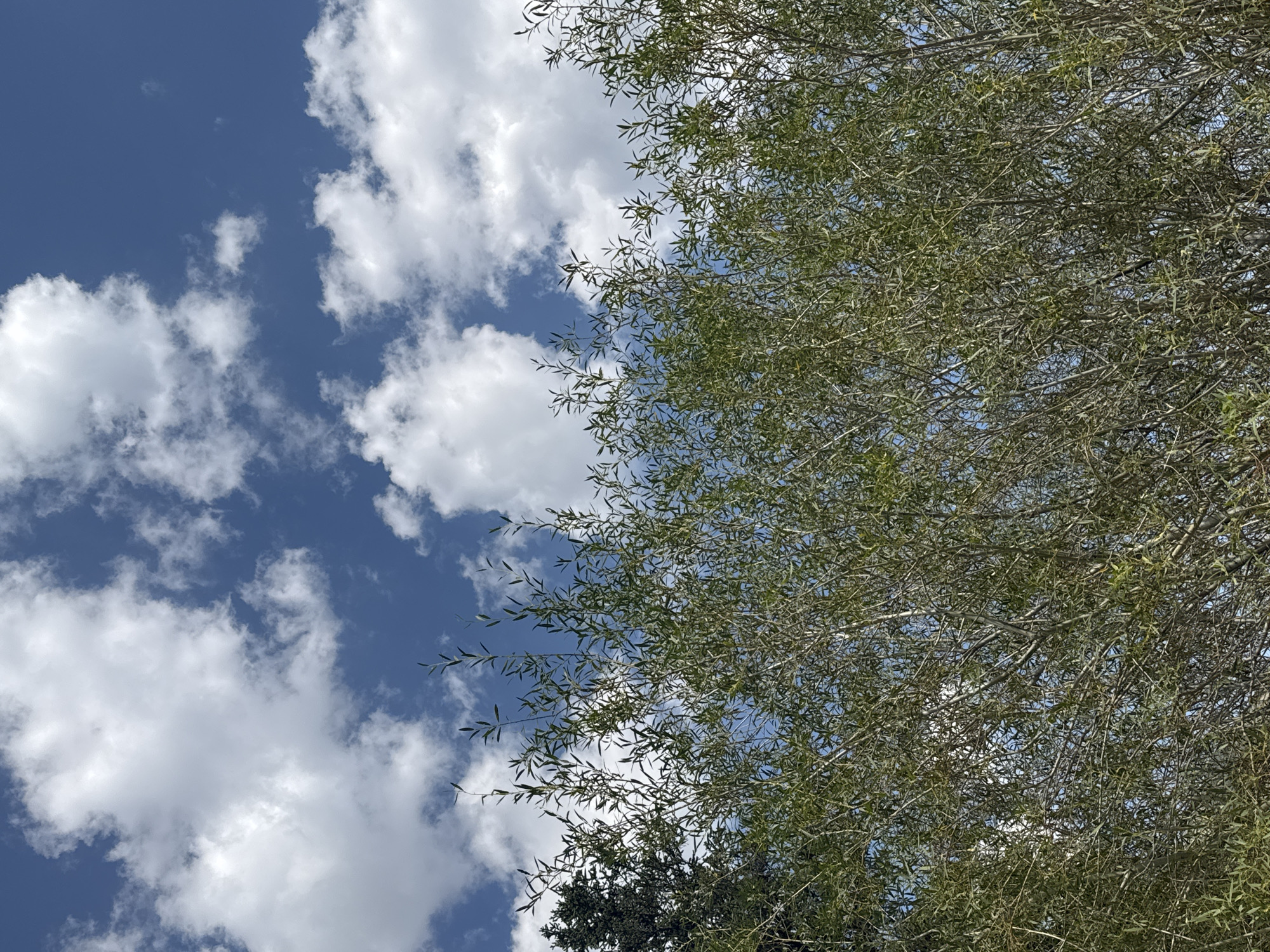 The image shows a close-up view of the top of a dense, leafy tree against a bright blue sky filled with white, fluffy clouds. The tree's branches are thin and covered in small, green leaves. To the left, a dark evergreen tree is partially visible. The scene appears to be outdoors, likely in a park or natural setting, with no people or specific urban features visible. The lighting suggests it is daytime, under a clear sky with scattered clouds. The location is unknown.