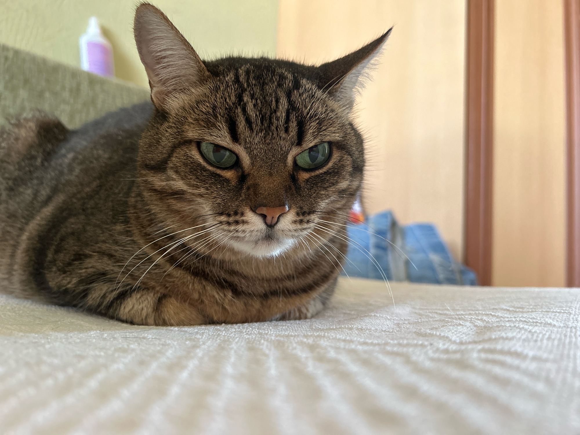 An indoor, close-up, eye-level shot captures a tabby cat with green eyes, lying on a white textured surface. The cat faces the camera, with its head and chest filling the majority of the frame. The background is out of focus and includes a green upholstered couch on the left, with a white and purple bottle on it. To the right of the cat, the background consists of a light brown wooden surface, possibly a door or cabinet. The scene is lit by natural light, creating soft shadows. The image does not provide any information about the location in Moscow, Russia.