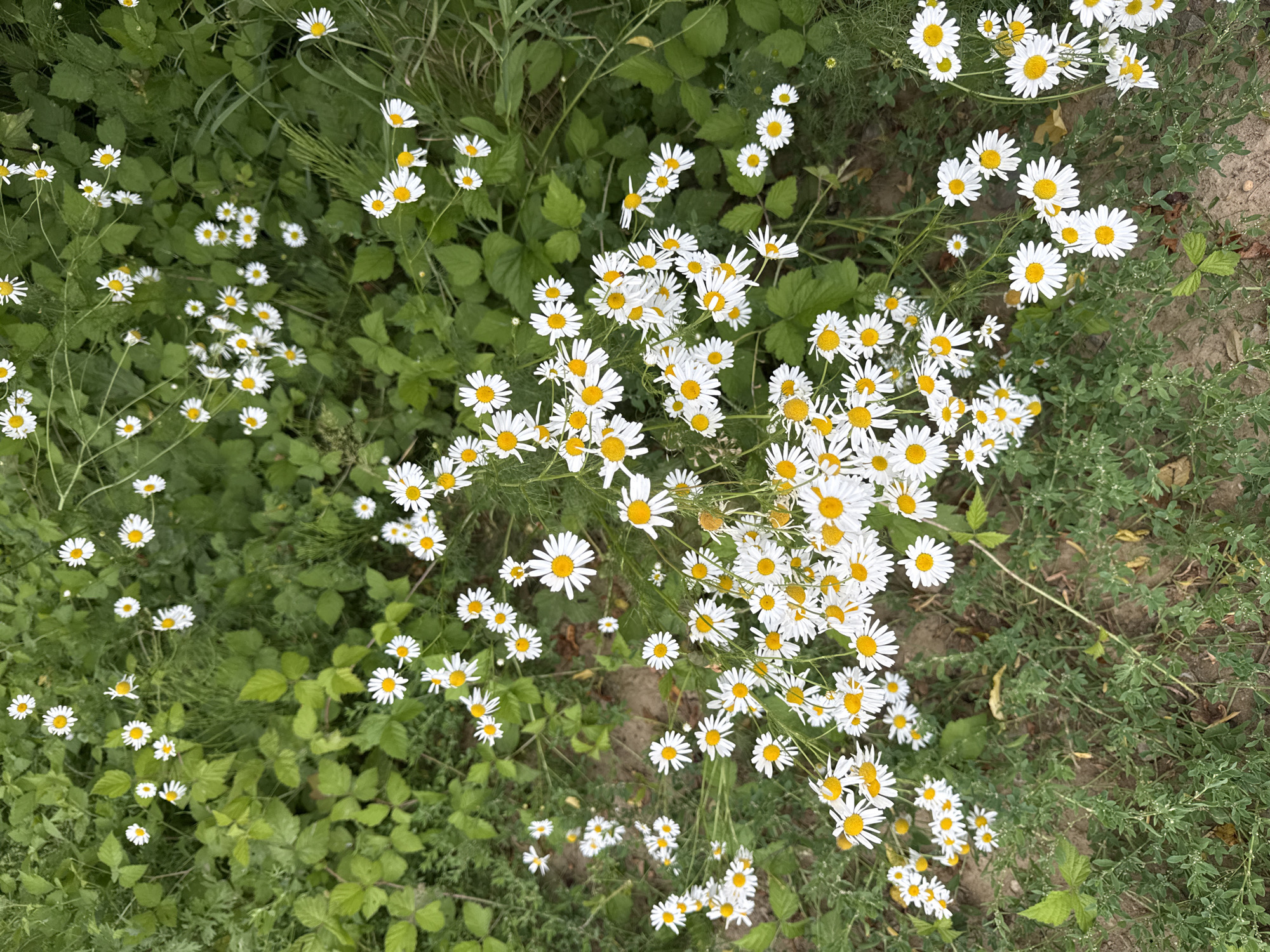 A field of daisies is in bloom in Kołczewo, Poland. The daisies are white with yellow centers and are surrounded by green foliage. The ground is covered in a mix of dirt and grass. The image is taken from a high angle, looking down at the flowers. There are no people or animals in the image. The overall impression is one of natural beauty and tranquility.