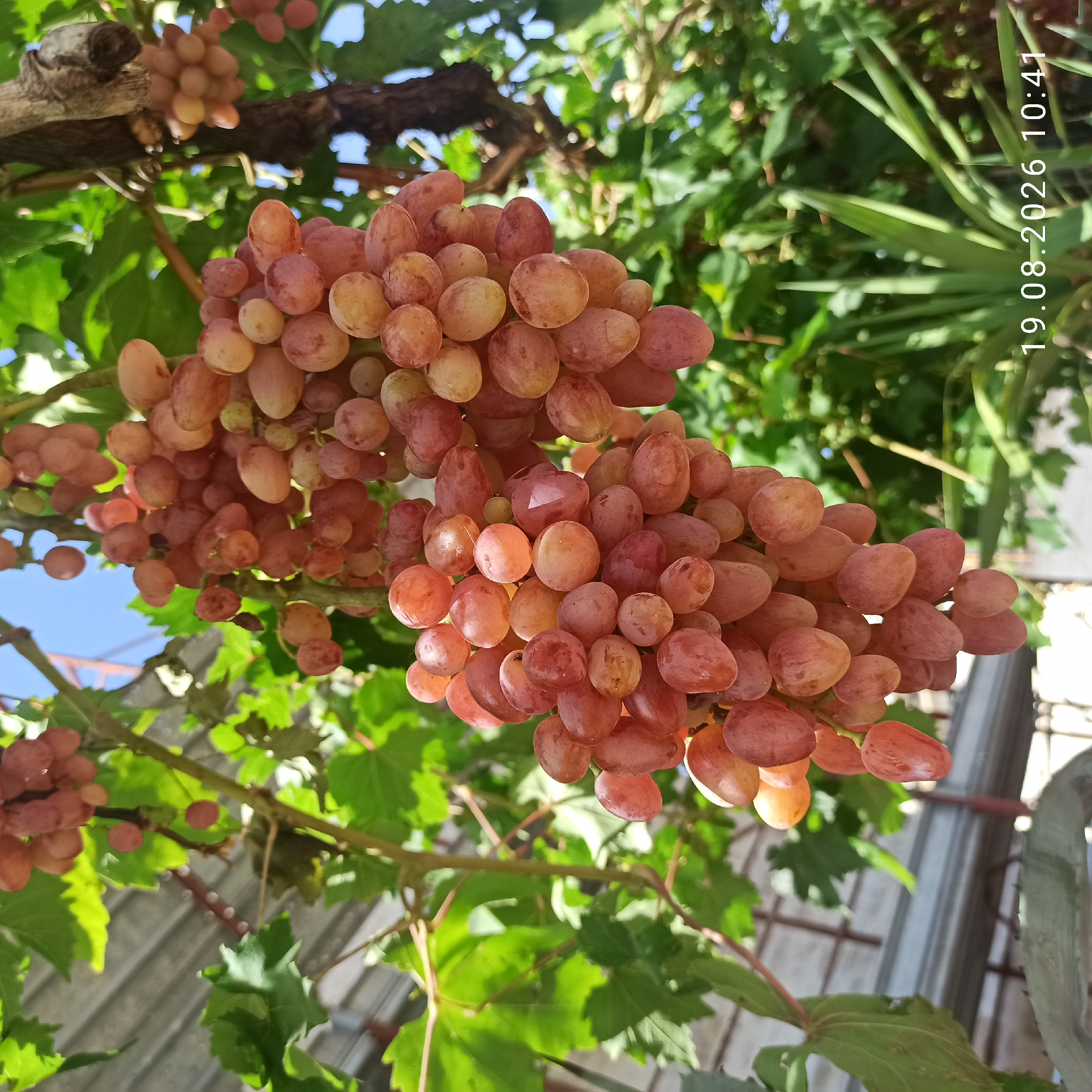 A close-up, low-angle shot shows several clusters of ripe, reddish-pink grapes hanging from a vine. The grapes vary in size and shape, with some appearing plump and round, while others are more elongated. The sunlight catches some of the grapes, highlighting their translucent quality. Green grape leaves are visible throughout the frame, with some in focus and others blurred in the background. In the upper left corner, a corrugated metal roof structure is partially visible. The lower right portion of the image shows a blurred view of greenery, including spiky plants and possibly other vegetation, with the date "19.08.2026 10:41" overlaid in white text. The scene is outdoors, suggesting a vineyard or garden setting in the city of Ruvo di Puglia, Italy. There are no people or animals present in the image.