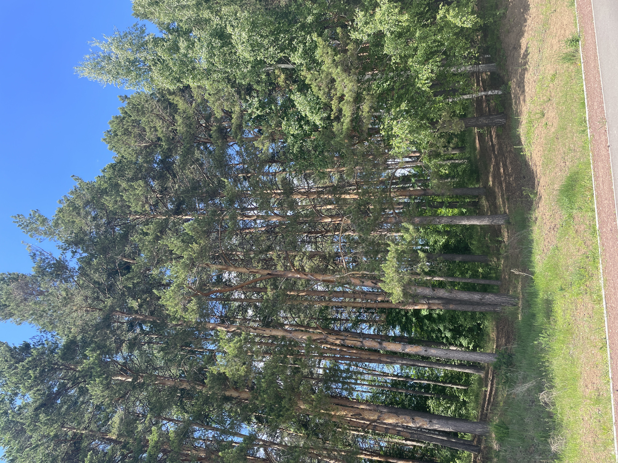 The image depicts a sunlit forest edge in the city of Chaikovsky, Russia. Tall, mature coniferous trees, primarily pine, dominate the left and central portions of the scene, characterized by their straight, reddish-brown trunks and dense, dark green needle foliage. To the right, a mix of coniferous and deciduous trees is visible, with the latter displaying lighter green, broad leaves and some trees exhibiting light-colored bark, suggestive of birch. The forest stands on a gentle upward slope, covered by patches of green grass and weeds interspersed with areas of dry, light brown soil. Distinct shadows are cast across the ground from the trees, indicating a high sun position. At the very bottom of the frame, a segment of a paved surface, possibly a road or pathway, with a reddish-brown border, is visible. The sky above is clear and bright blue. No individuals, animals, or artificial structures other than the paved surface are present.
