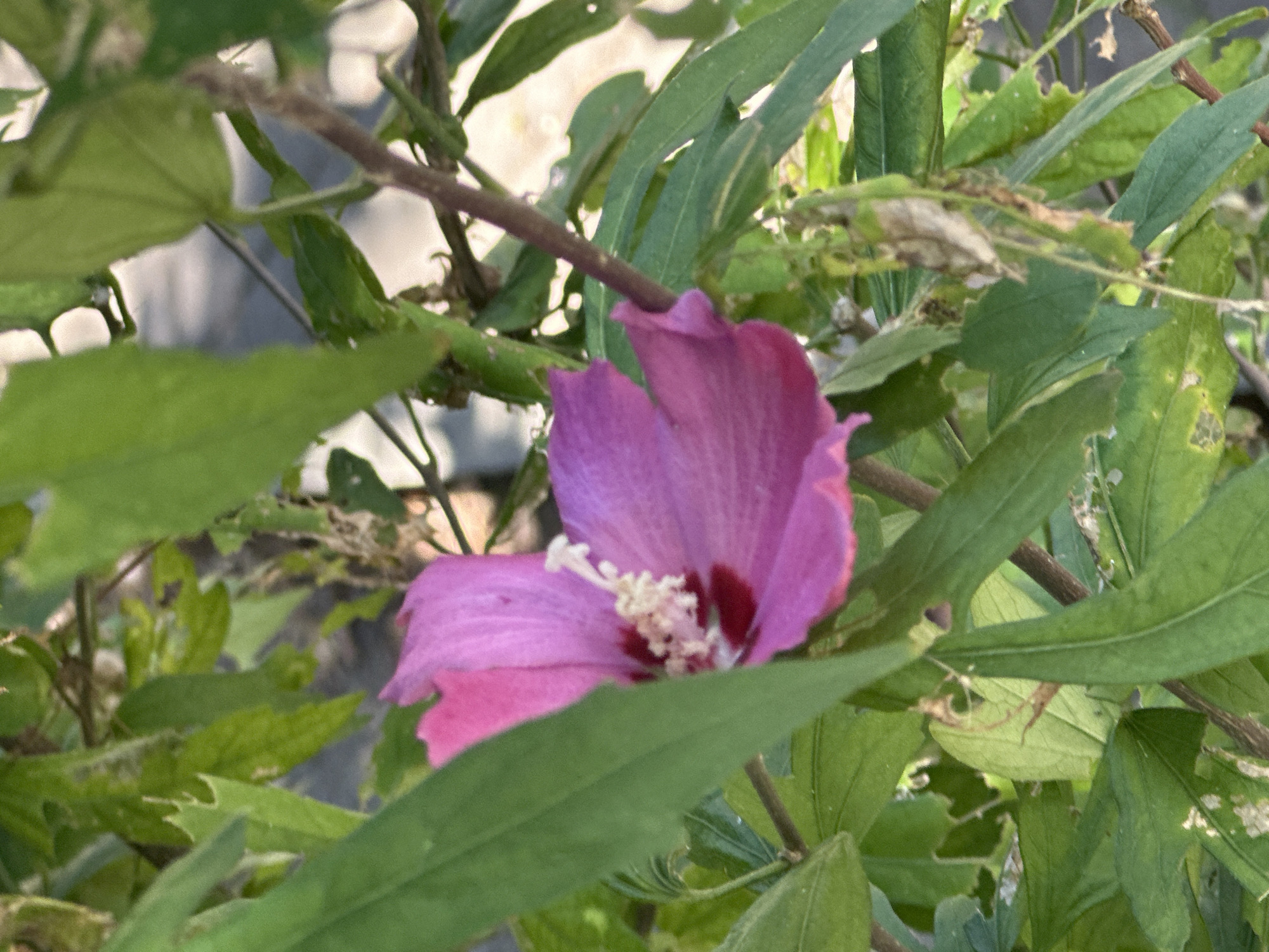 A close-up, eye-level shot captures a vibrant pink hibiscus flower blooming amidst lush green foliage. The flower's delicate petals are a rich fuchsia, with a deeper crimson hue at the base of each petal. At its center, a cluster of white stamens tipped with yellow pollen creates a striking contrast. The surrounding leaves are a mix of healthy green and some showing signs of wear, with small holes and browning edges, indicating natural weathering. A thin, brown stem connects the flower to the plant, which appears to be growing outdoors. The background is softly blurred, suggesting an outdoor environment, possibly a garden or park, with hints of dappled sunlight on what could be a paved surface. There is no indication of human presence or specific landmarks to pinpoint a location within the city of Sochi, Russia.