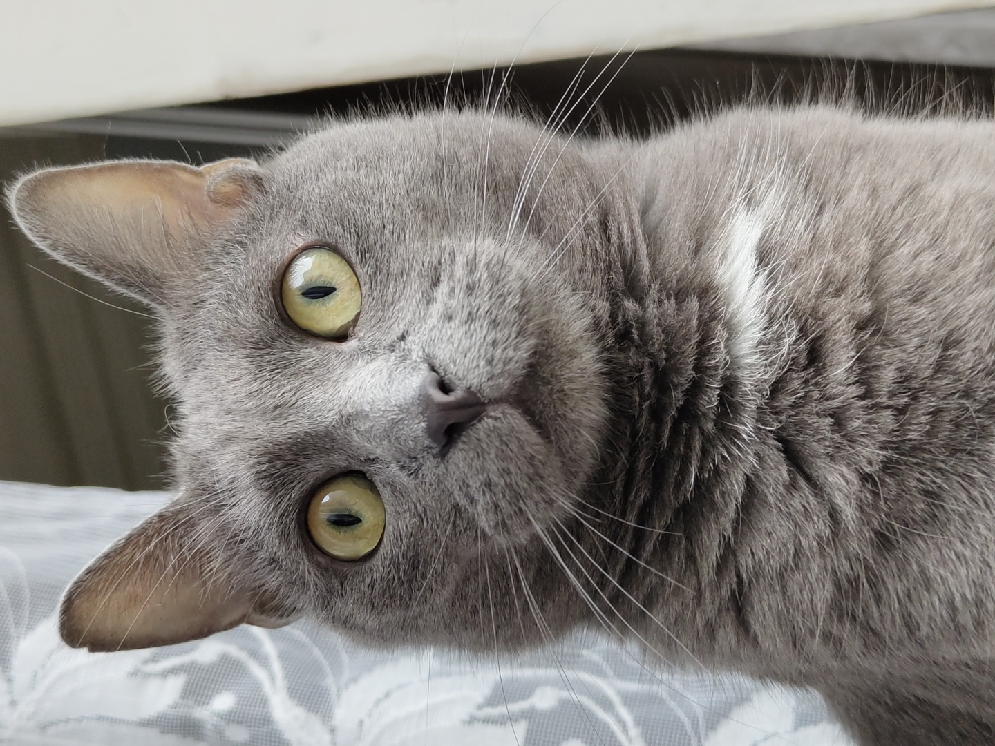 This media file is a close-up, horizontal shot of a Russian Blue cat lying down, with its head tilted sideways and looking directly at the camera. The cat has striking green-yellow eyes with vertical pupils, and its fur is a uniform, soft gray. A thin white marking is visible on its neck.
The cat is resting on a surface covered with a white, lacy fabric, which appears to be a tablecloth or decorative cloth. In the background, a light-colored, textured surface, possibly a shelf or furniture, is visible. The lighting suggests it might be daytime, but there are no clear indicators of the specific time or weather conditions.
The cat's expression is alert and curious, with its ears perked forward. The overall mood is one of intimacy and close observation, as the camera is positioned very near the animal. No text is visible in the image.