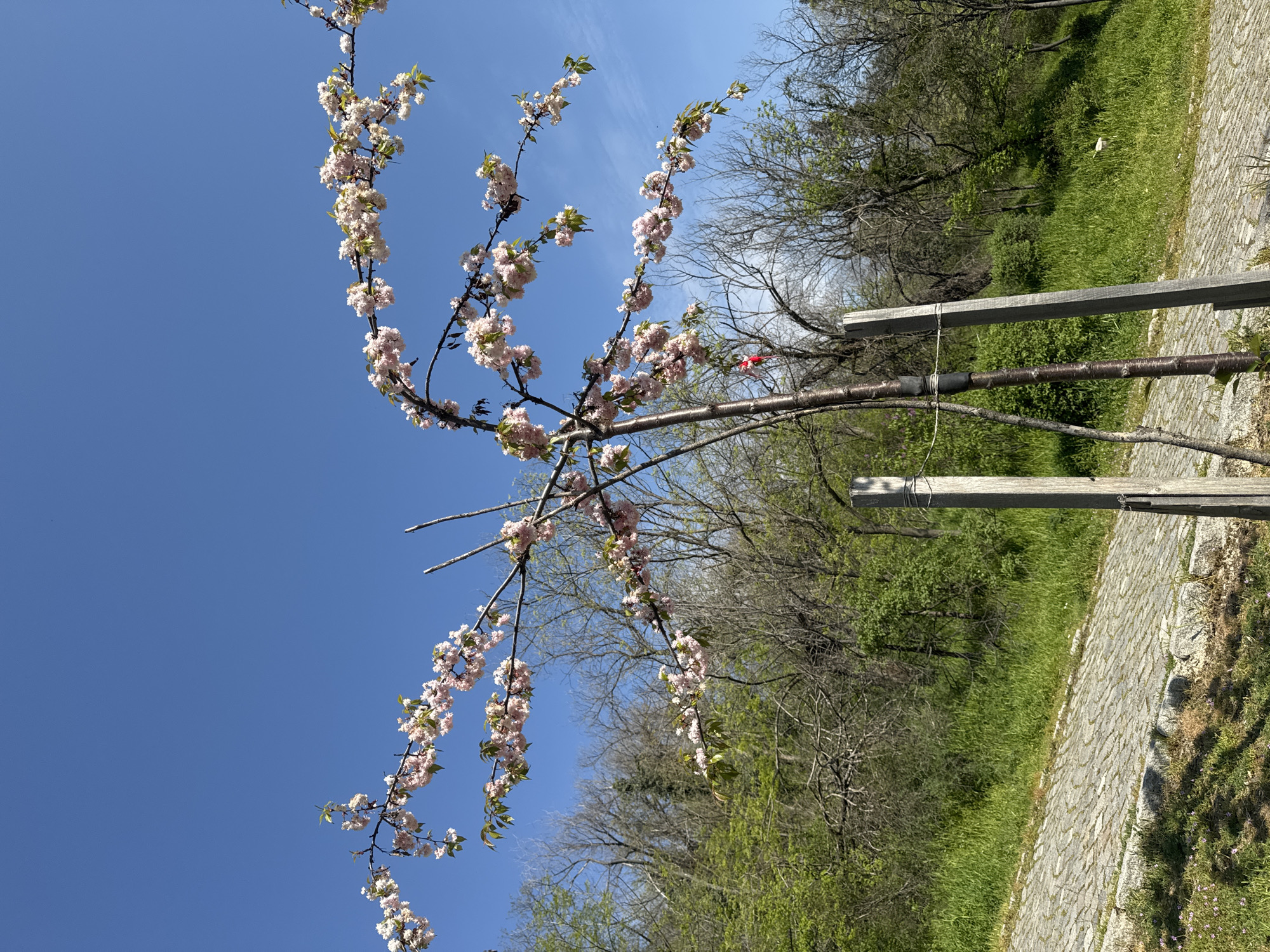 The image shows a cherry blossom tree in bloom, with branches covered in light pink flowers against a clear blue sky. The tree is supported by two wooden posts and wire, suggesting it is a young tree being trained. In the background, there is a green grassy area and a forest or wooded area with a mix of bare and budding trees. A stone path is visible. Based on visual characteristics, the scene likely depicts a park or garden in Plovdiv, Bulgaria, where cherry blossom trees are common. The lack of people or other specific identifying features makes it difficult to pinpoint the exact location.