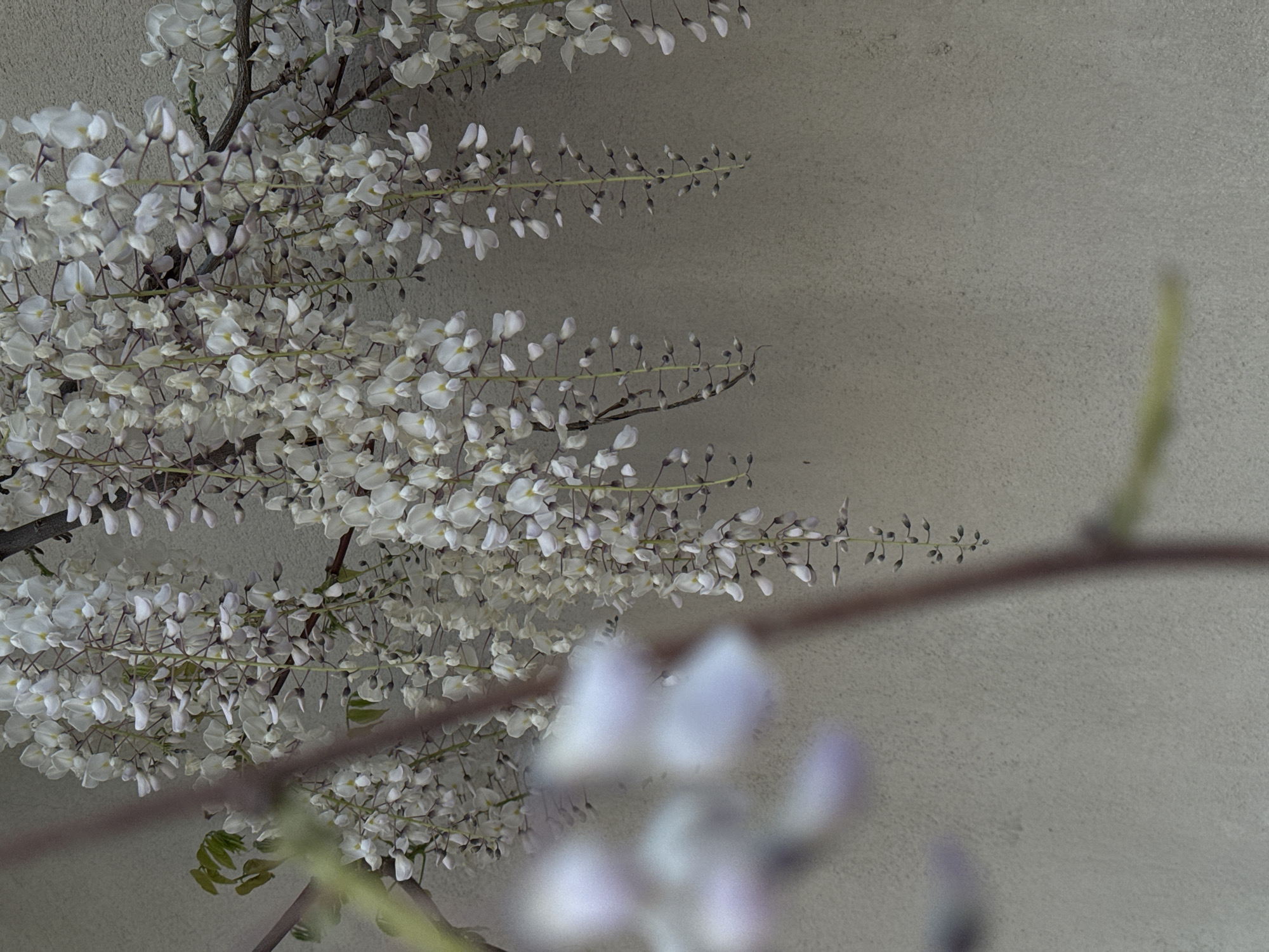 The image shows a cluster of white wisteria blossoms hanging from branches against a light grey, textured background, possibly a wall. The flowers are in various stages of bloom, with some buds still closed. A blurred branch and a cluster of out-of-focus wisteria blossoms appear in the foreground. While wisteria can grow in various locations, including Šušanj, Montenegro, the image itself provides no definitive evidence of its location.
