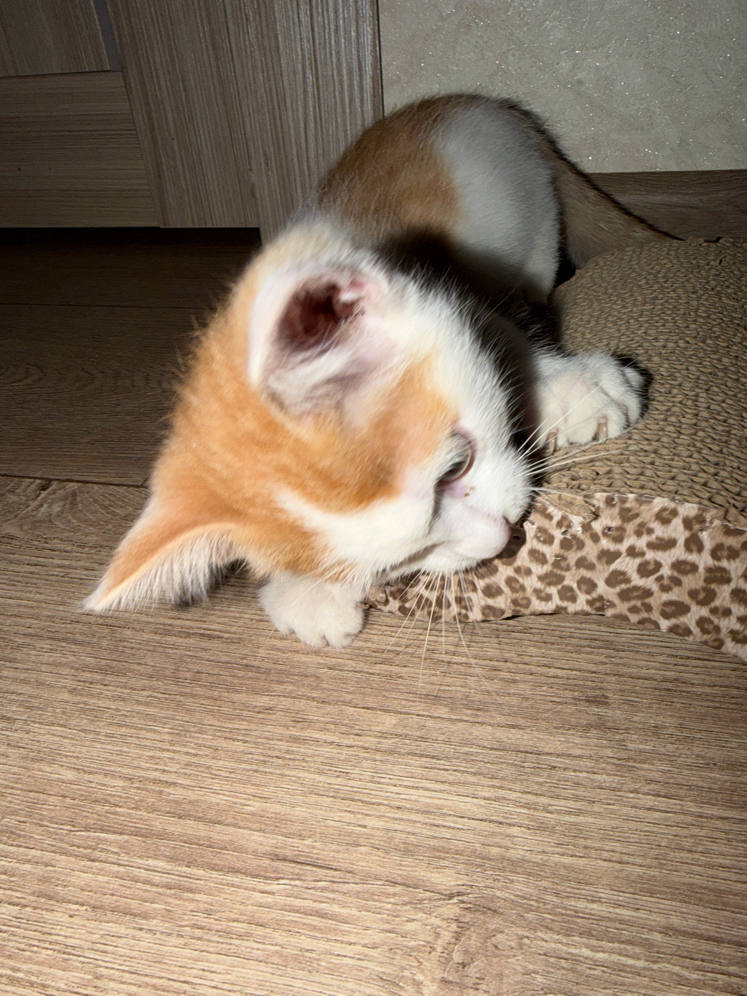 A ginger and white kitten is lying on a scratching post with a leopard print pattern. The kitten is in the foreground, with its head turned to the side, and its paws resting on the scratching post. The background shows a wooden floor and a light-colored wall. The lighting suggests it may be indoors at night. The scene is not identifiable as being in Palimovka, Russia.
