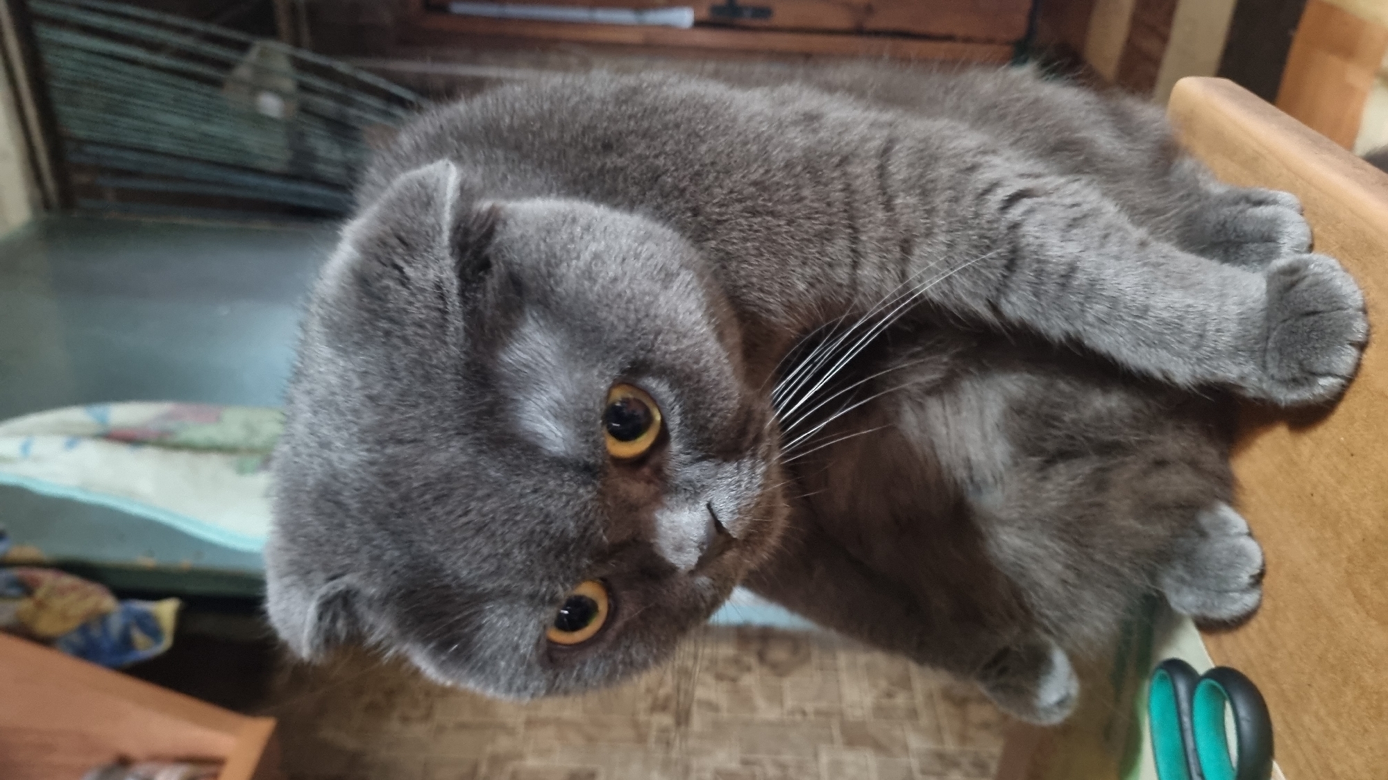 A grey Scottish Fold cat with large yellow eyes is sitting on a wooden surface in what appears to be a domestic setting. The cat's ears are folded forward, and its gaze is directed downward and slightly to the left. The background shows a wall with a patterned texture, shelves with items, and a door. To the left of the cat, a pair of teal-handled scissors is visible. The lighting is dim, suggesting the photograph was taken indoors. There is no information available to indicate the location in the city of Vysokoe, Russia.