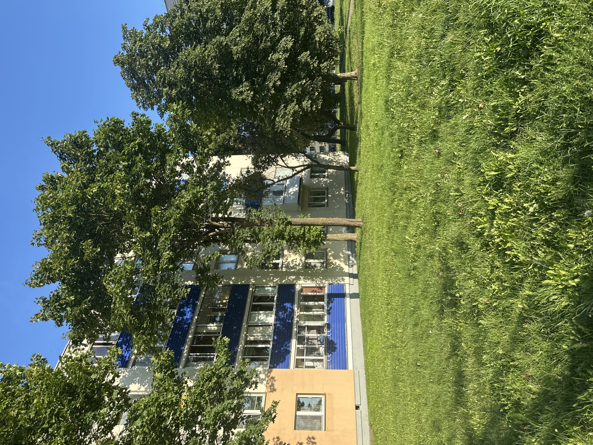An exterior medium shot captures a sunny day in Minsk, Belarus, with a residential apartment building featuring a distinctive blue and cream facade. Large green trees with lush foliage are scattered across the scene, with some framing the building and others standing in the foreground. A well-maintained lawn of vibrant green grass occupies the lower half of the frame, with scattered dandelions visible amongst the blades. The sky is a clear, bright blue, suggesting fair weather. The building appears to be a multi-story structure with numerous windows, some of which are reflecting the sunlight. A small part of a paved walkway or road is visible to the far right, with a parked car partially obscured by trees. No people are visible in the frame.