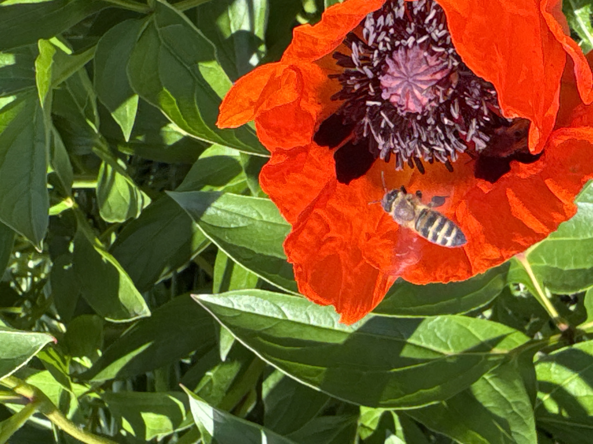 The image shows a close-up view of a red poppy flower in bloom, with a bee on its petals. The bee is striped with black and yellow and appears to be collecting pollen. The poppy's petals are a vibrant red, and its center is dark purple with a cluster of stamens. Green leaves surround the flower, creating a lush backdrop. The lighting suggests it is daytime, with sunlight illuminating the scene and casting shadows. This image was captured in a garden in the city of Chaikovsky, Russia.