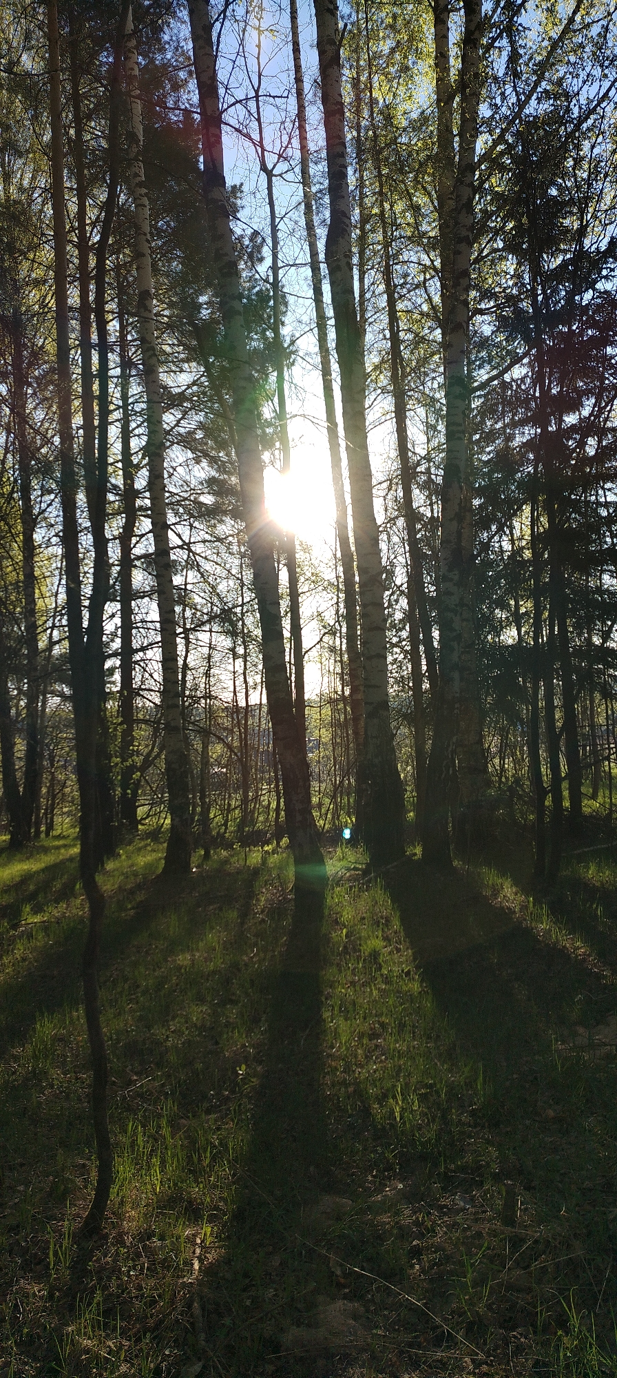 The image depicts a forest scene in Zipunovo, Russia. The sun is positioned behind several trees, creating a lens flare effect. The environment consists of trees of varying thickness, including birch trees with distinct bark patterns. The ground is covered with grass, with areas of both light and shadow due to the sun's angle and tree canopy. There are no people visible in the image.